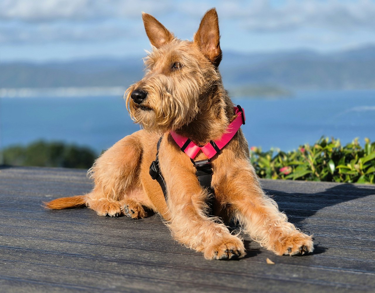Anatomical Dog Harness - Pink and Black, on Irish Terrier