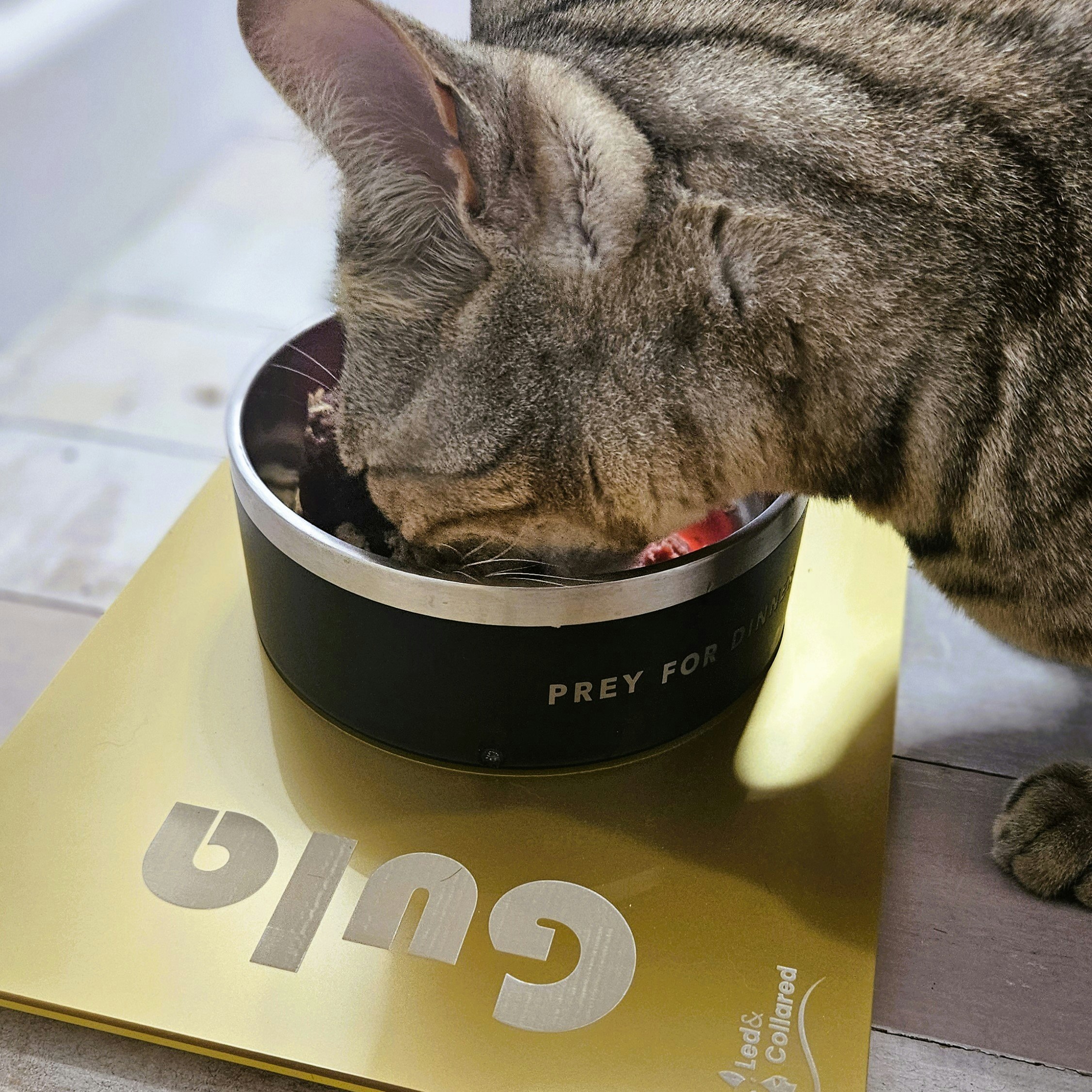 Cat Measurement Guide - Cat Feeding Mat