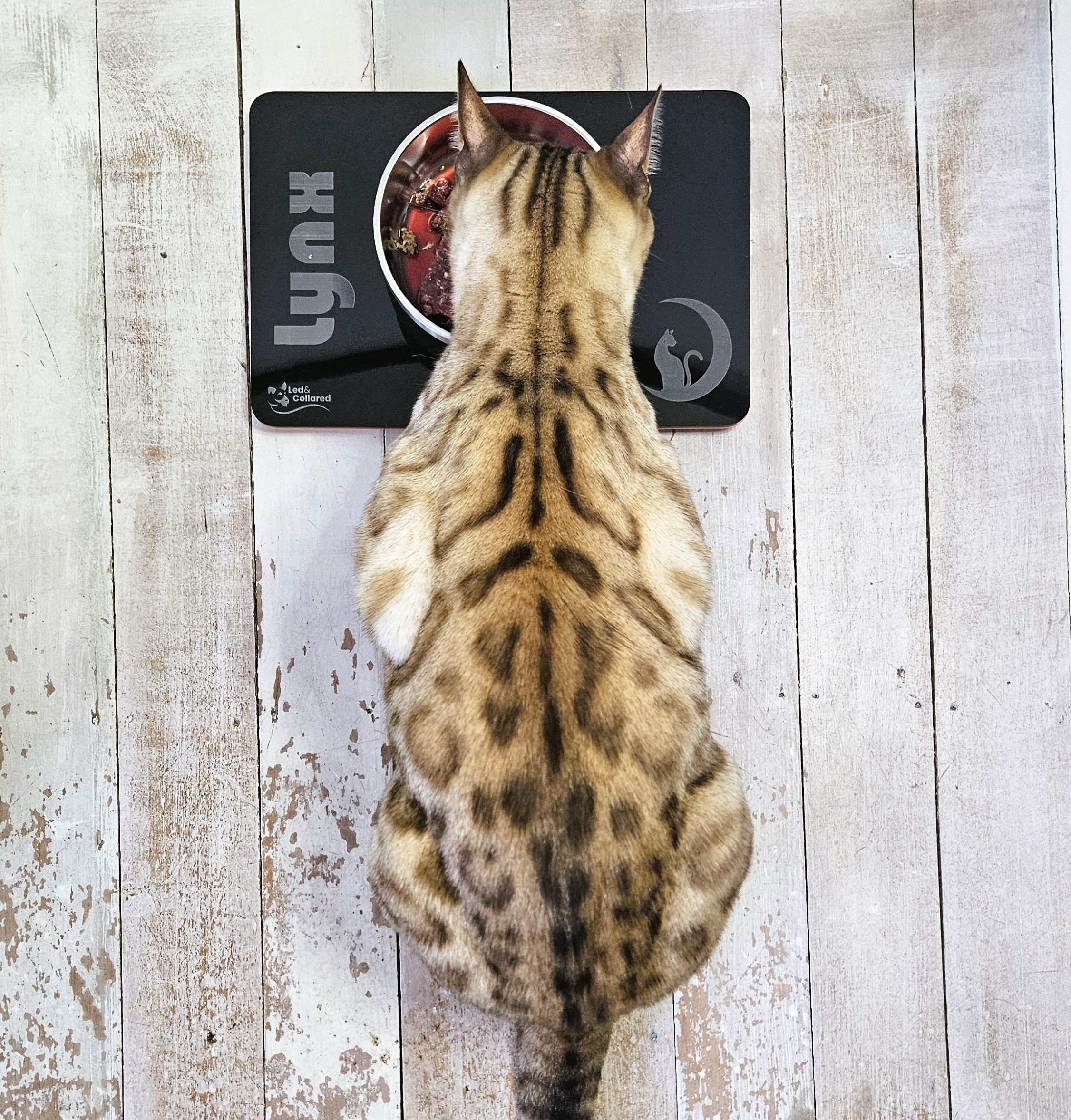 Bengel Cat eating from Single Bowl Cat Feeding Mat