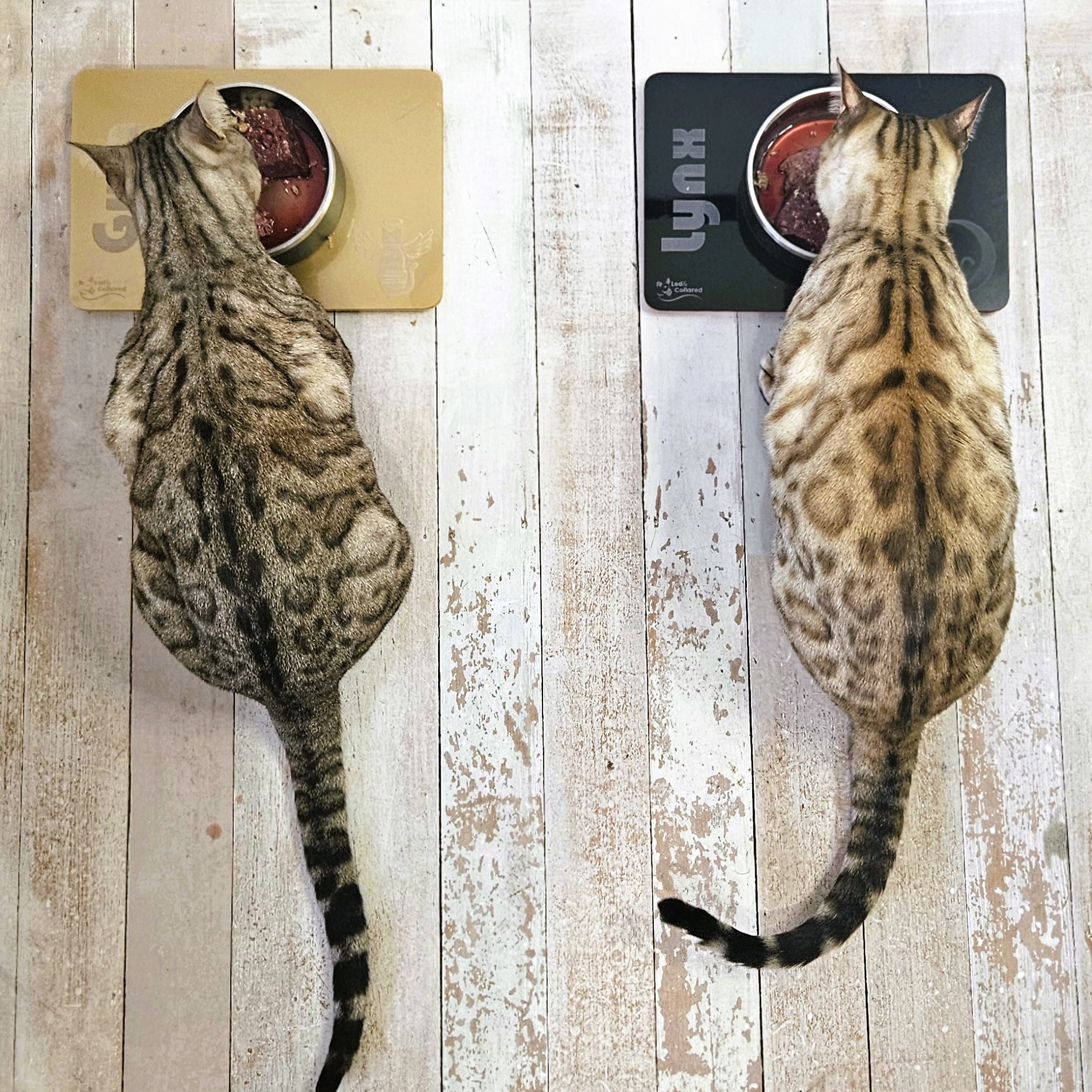 Cat Feeding Mats - Single - Cats