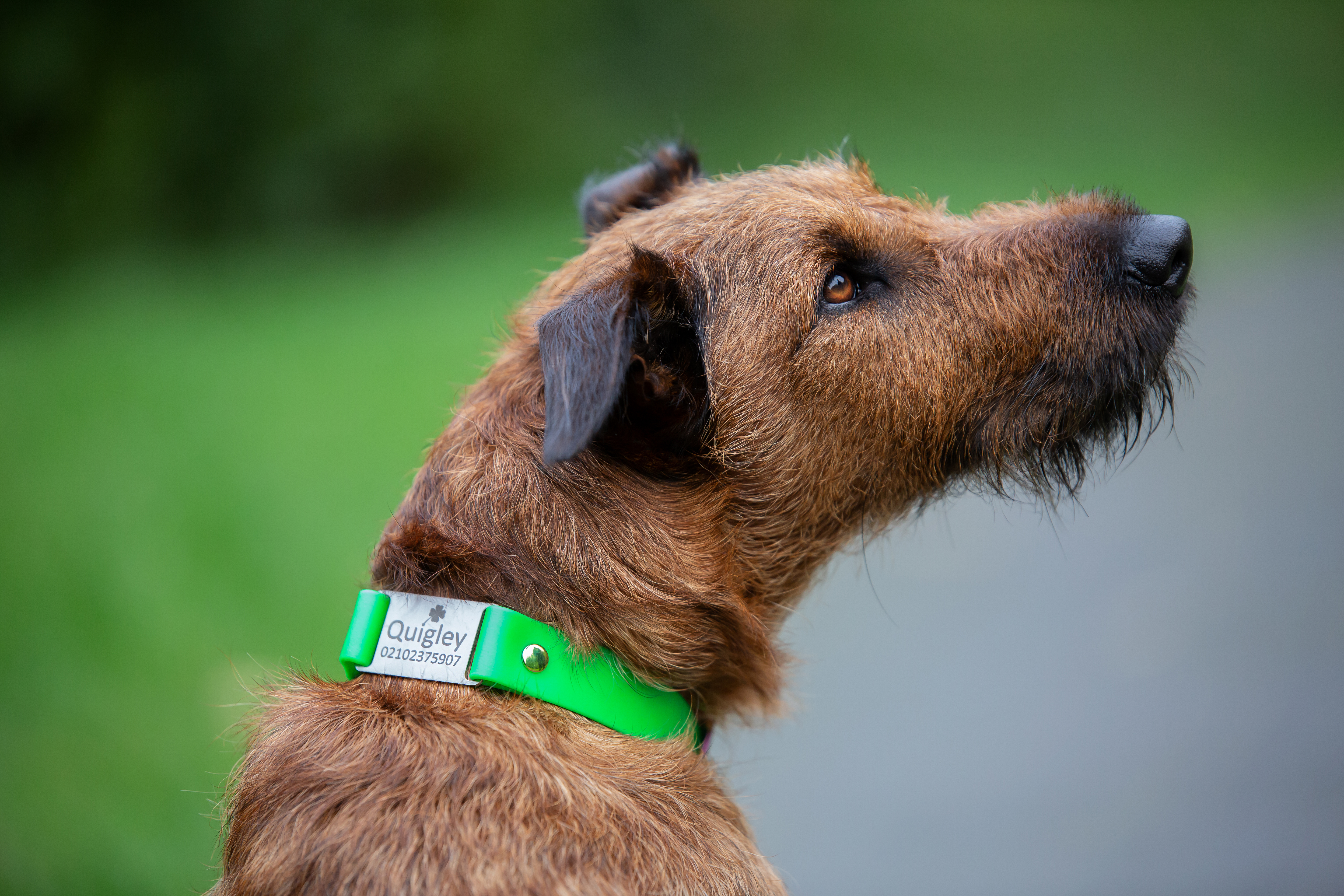 Quigley Irish Terrier wearing Classic Scrag Tag Collar with Stainless Steel Name Plate