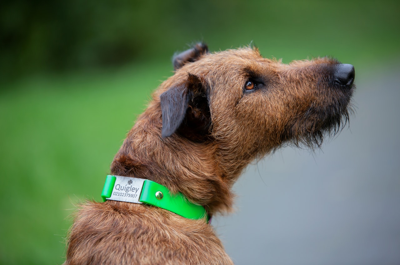 Quigley Irish Terrier wearing Classic Scrag Tag Collar with Stainless Steel Name Plate