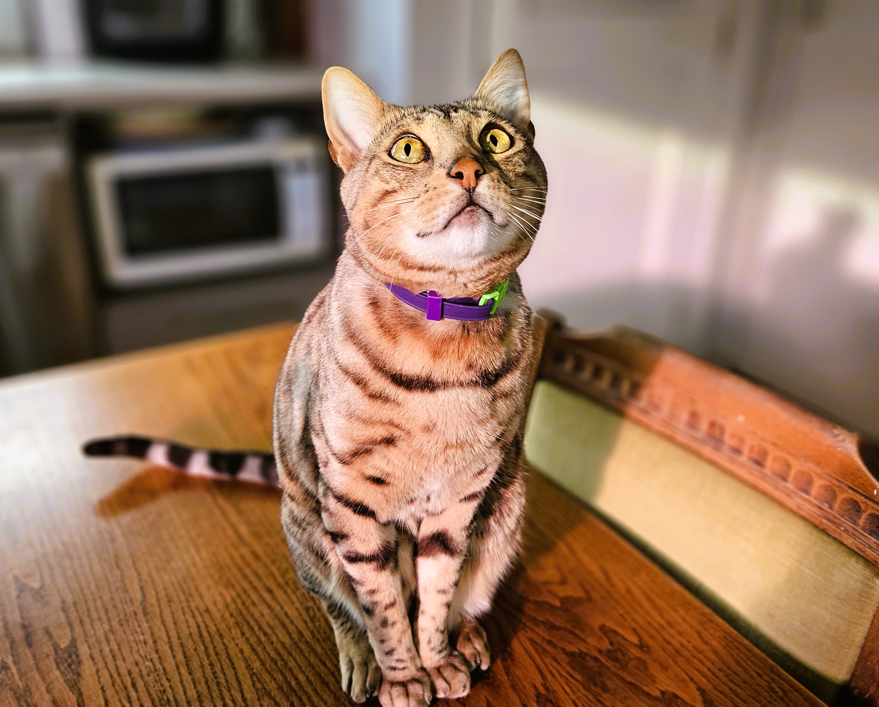 Custom Cat Collar - on Bengal cat