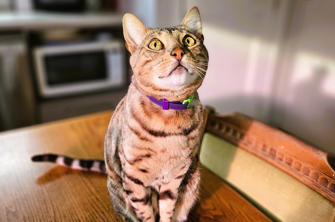 Bengal Cat wearing Custom Cat Collar