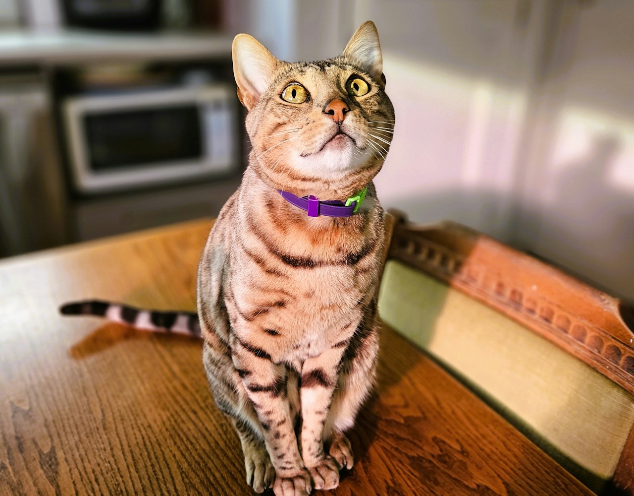 Scrag Tag Cat Collar - on Bengal