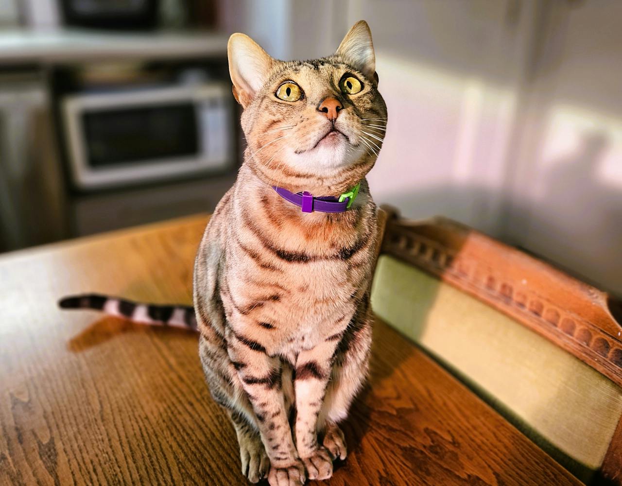 Scrag Tag Cat Collar - on Bengal