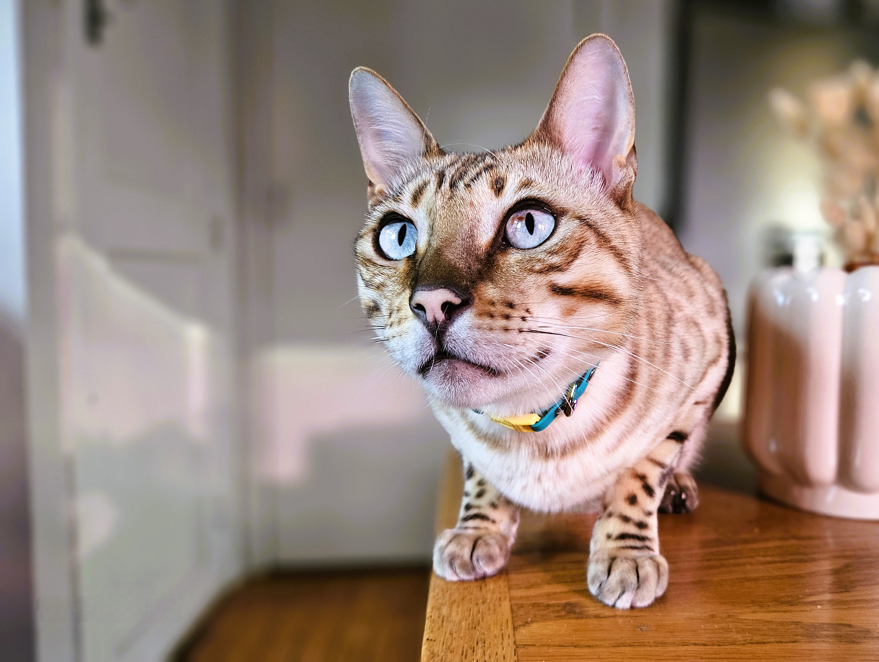 Bengeal cat wearing Custom Cat Collar