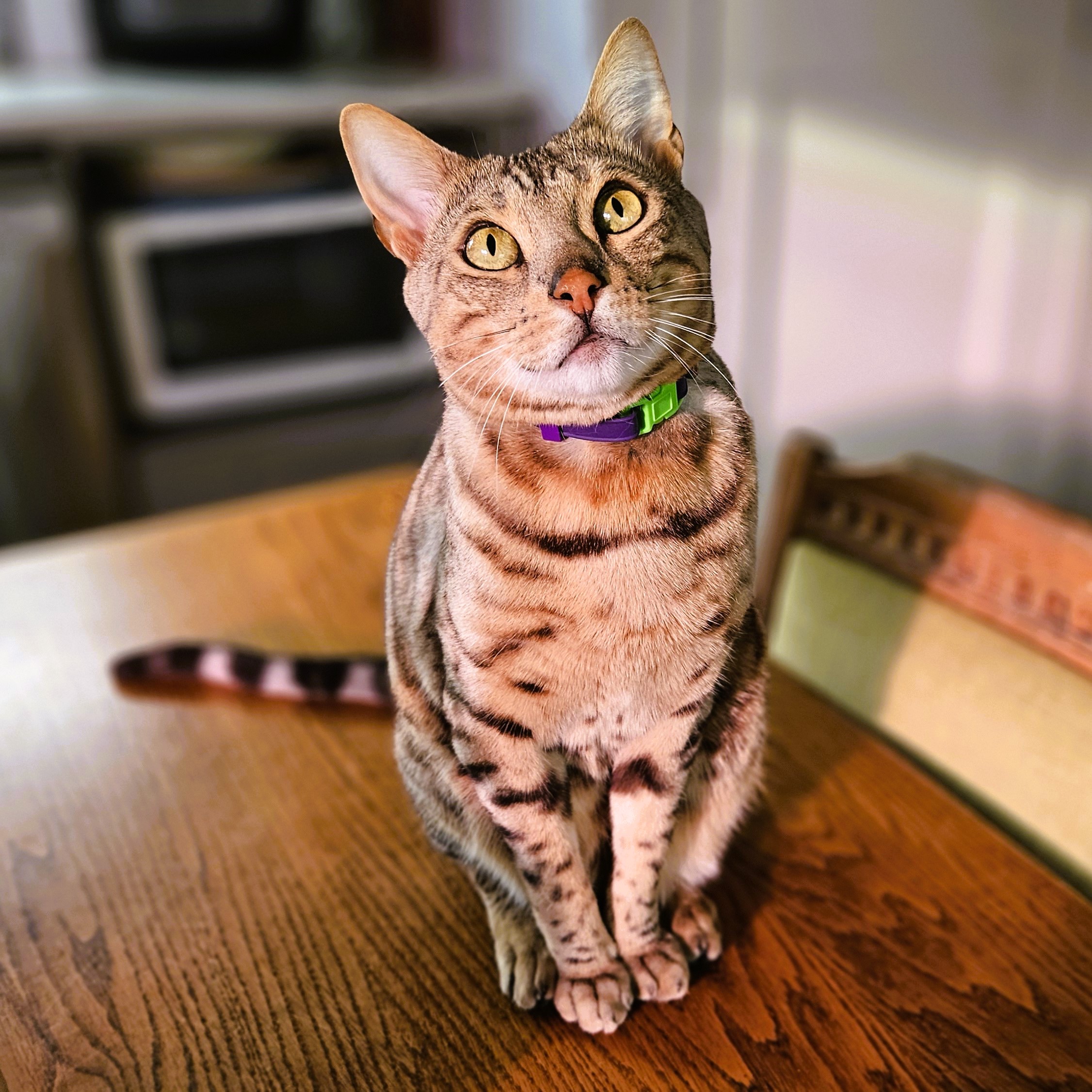 Gula Bengal
