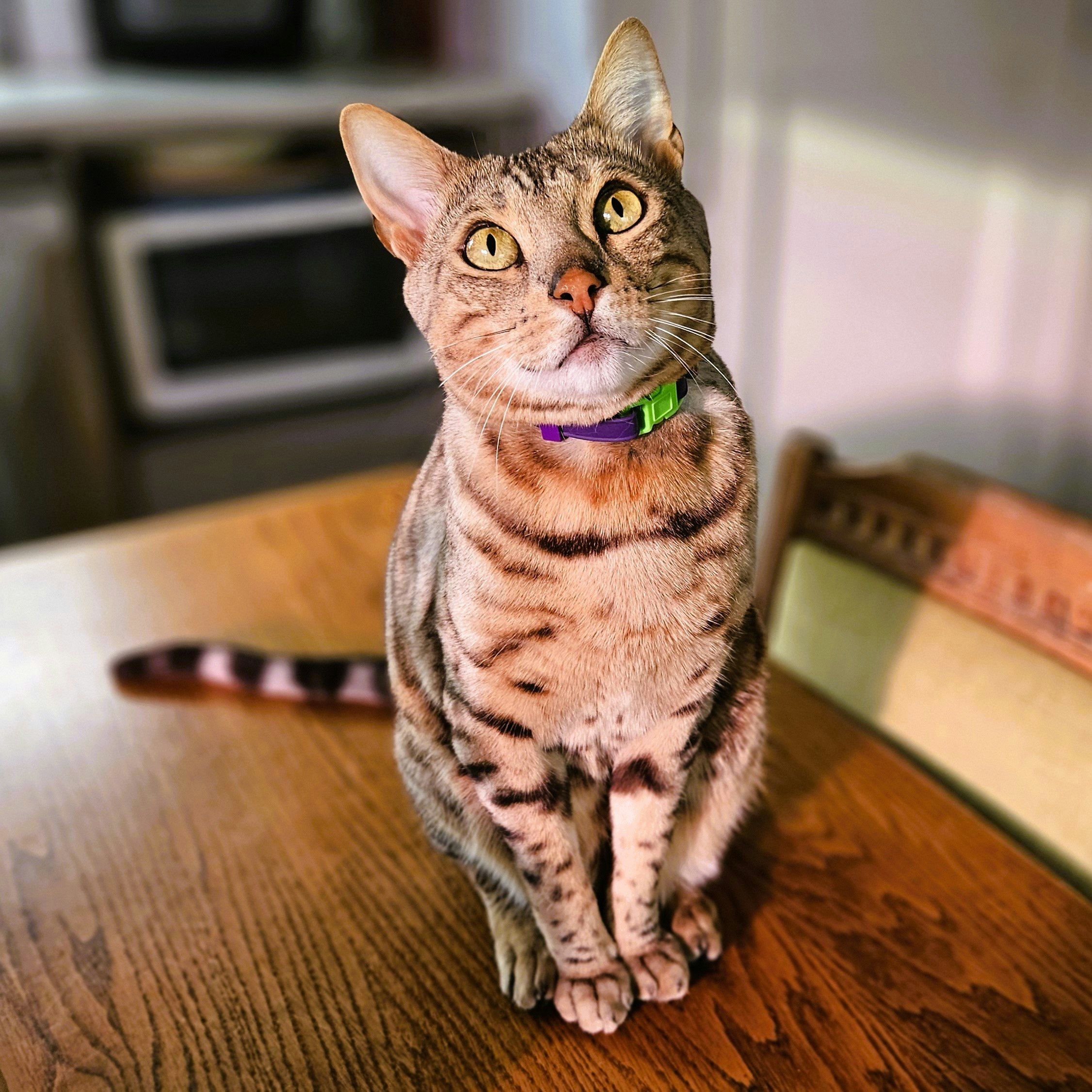 Gula Bengal