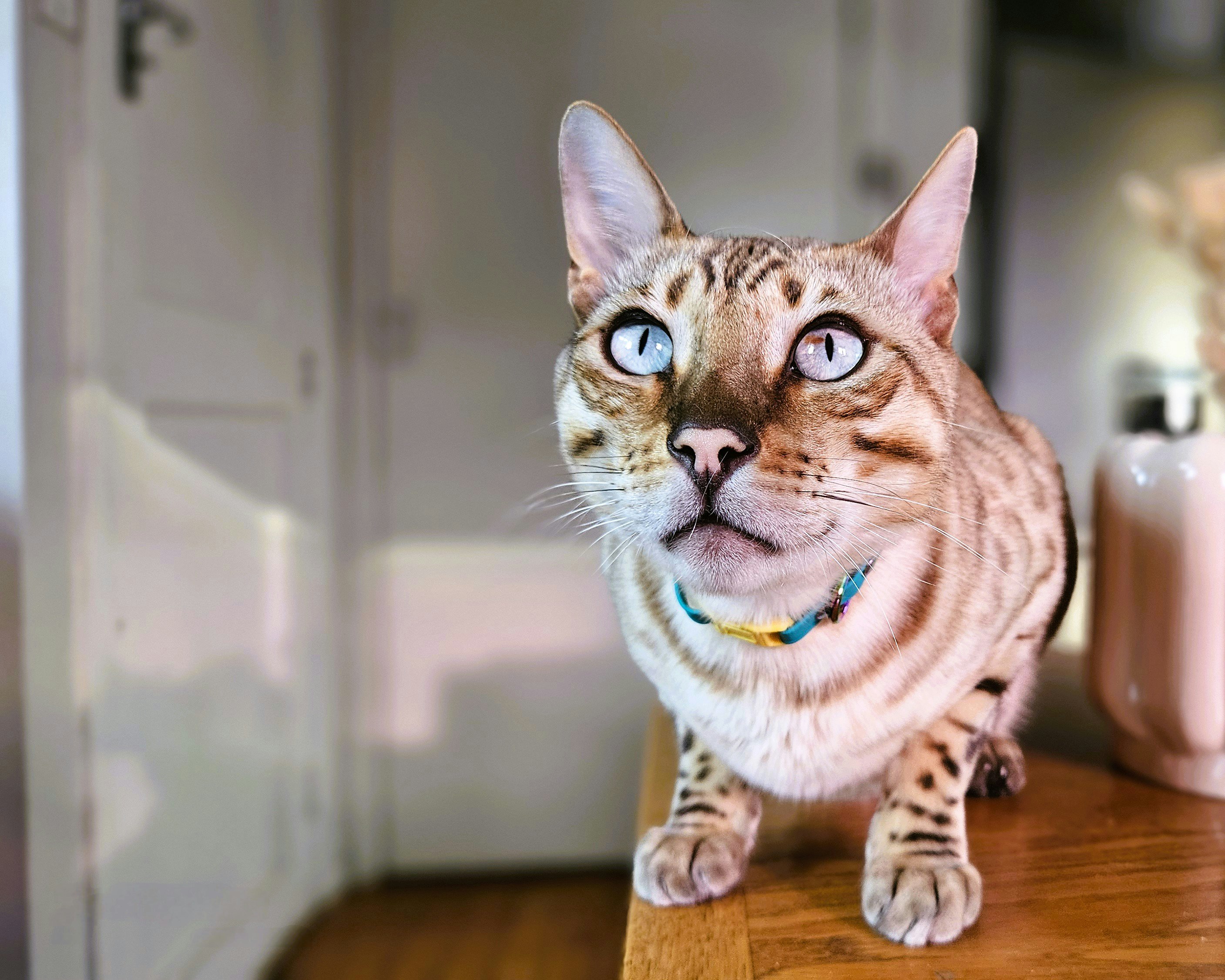 Lynx Bengal
