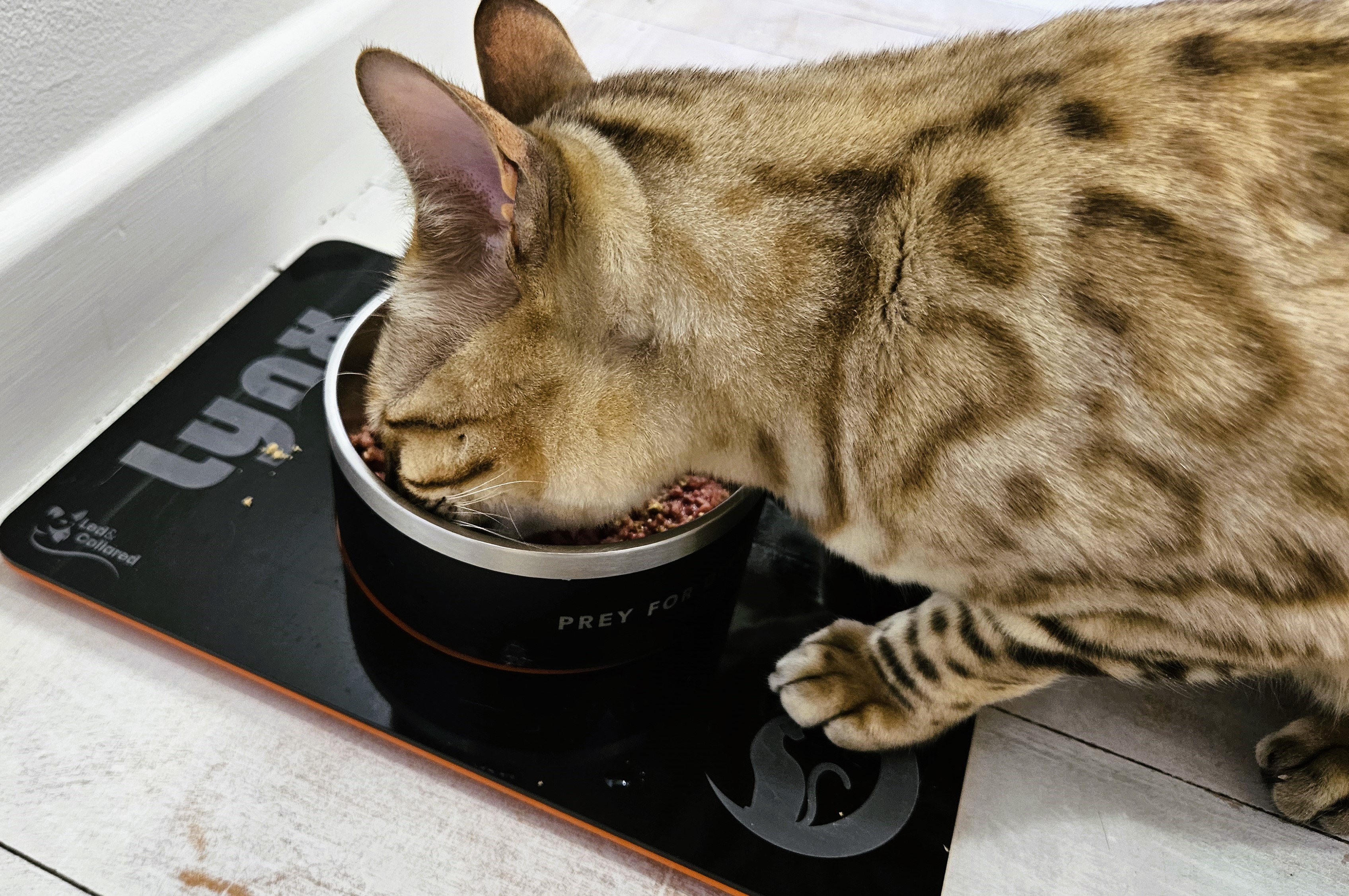 Cat Feeding Mat - Single - Black and Orange, Cat