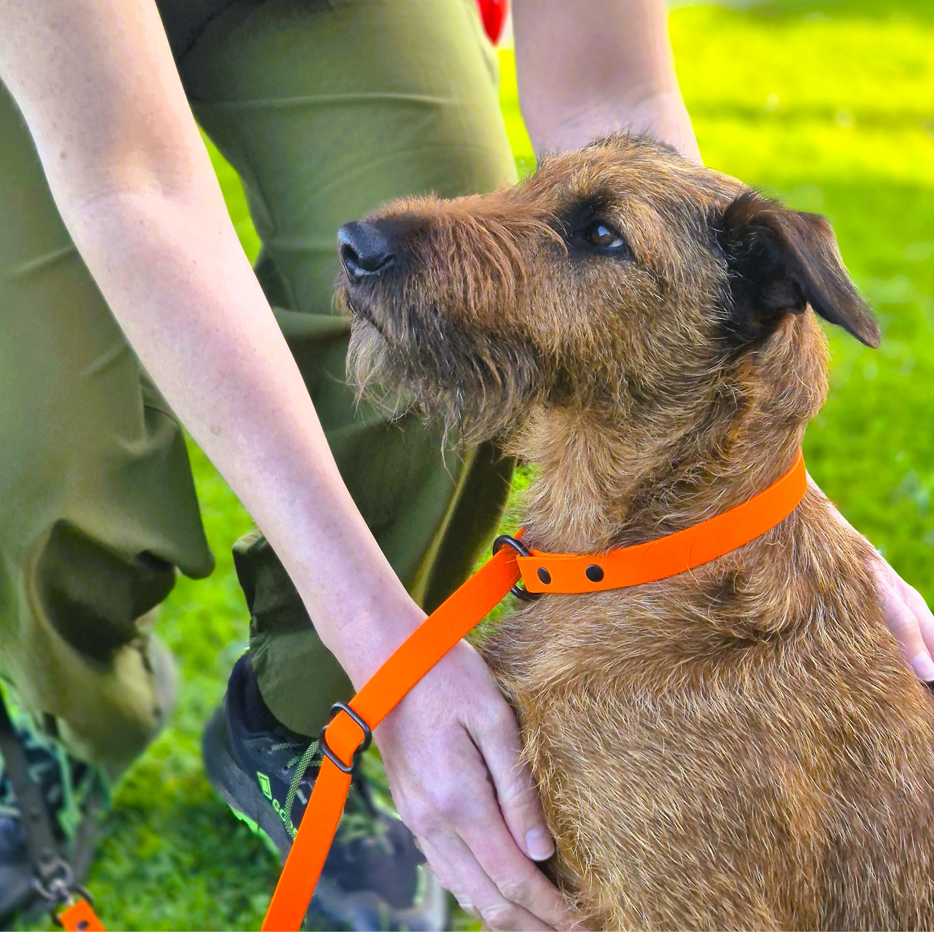 Dog Slip Lead - on Irish Terrier