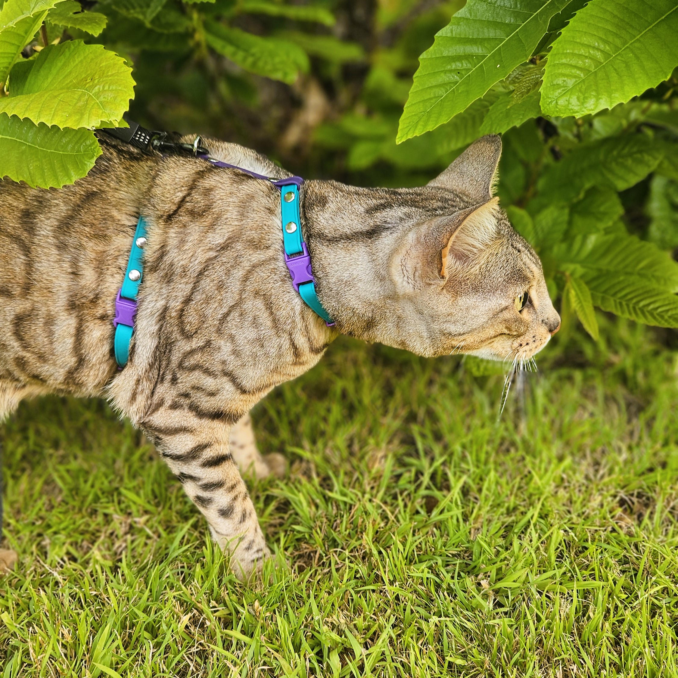 Figure 8 Cat Harness - Teal and Violet on Cat
