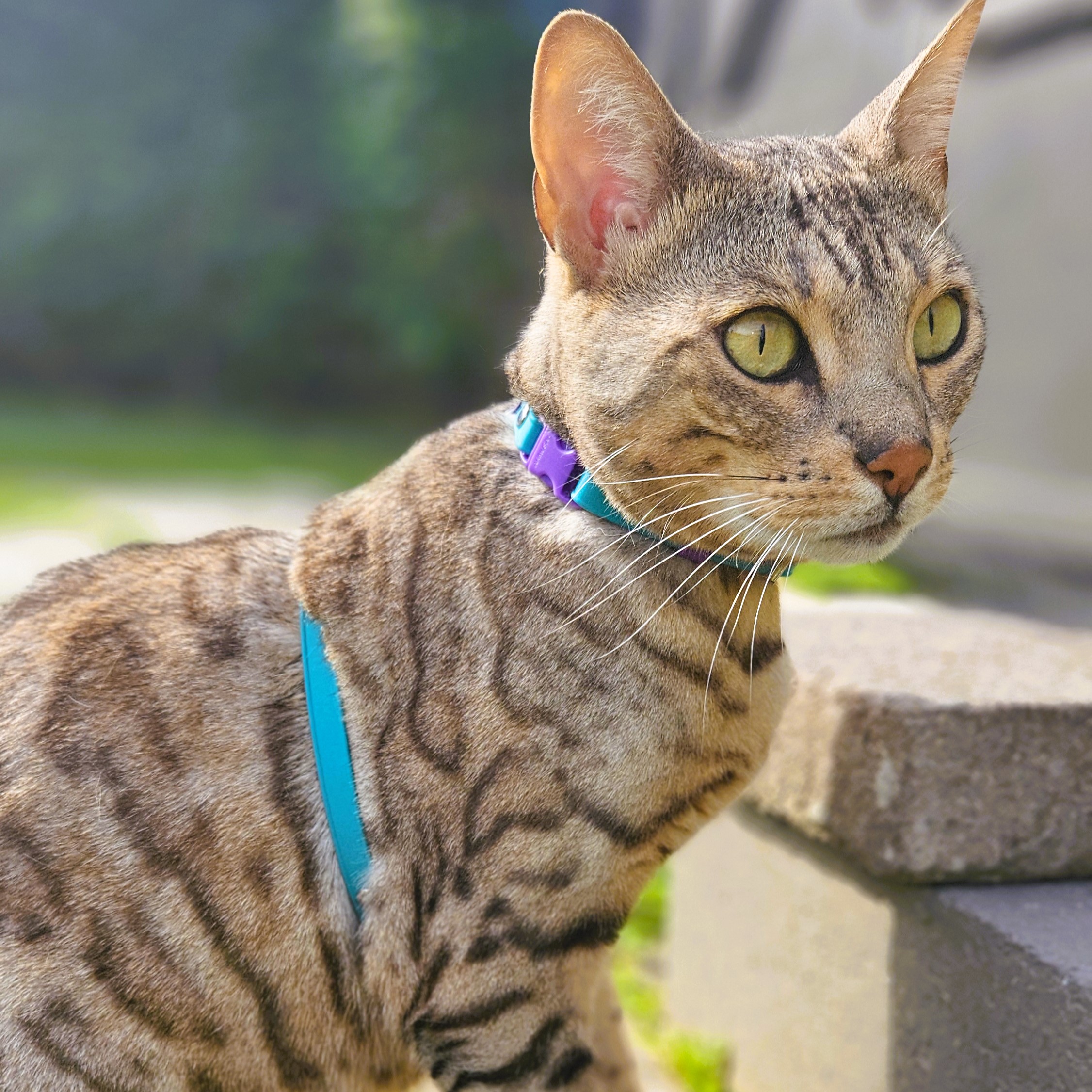 Figure 8 Cat Harness - Teal and Violet on Cat
