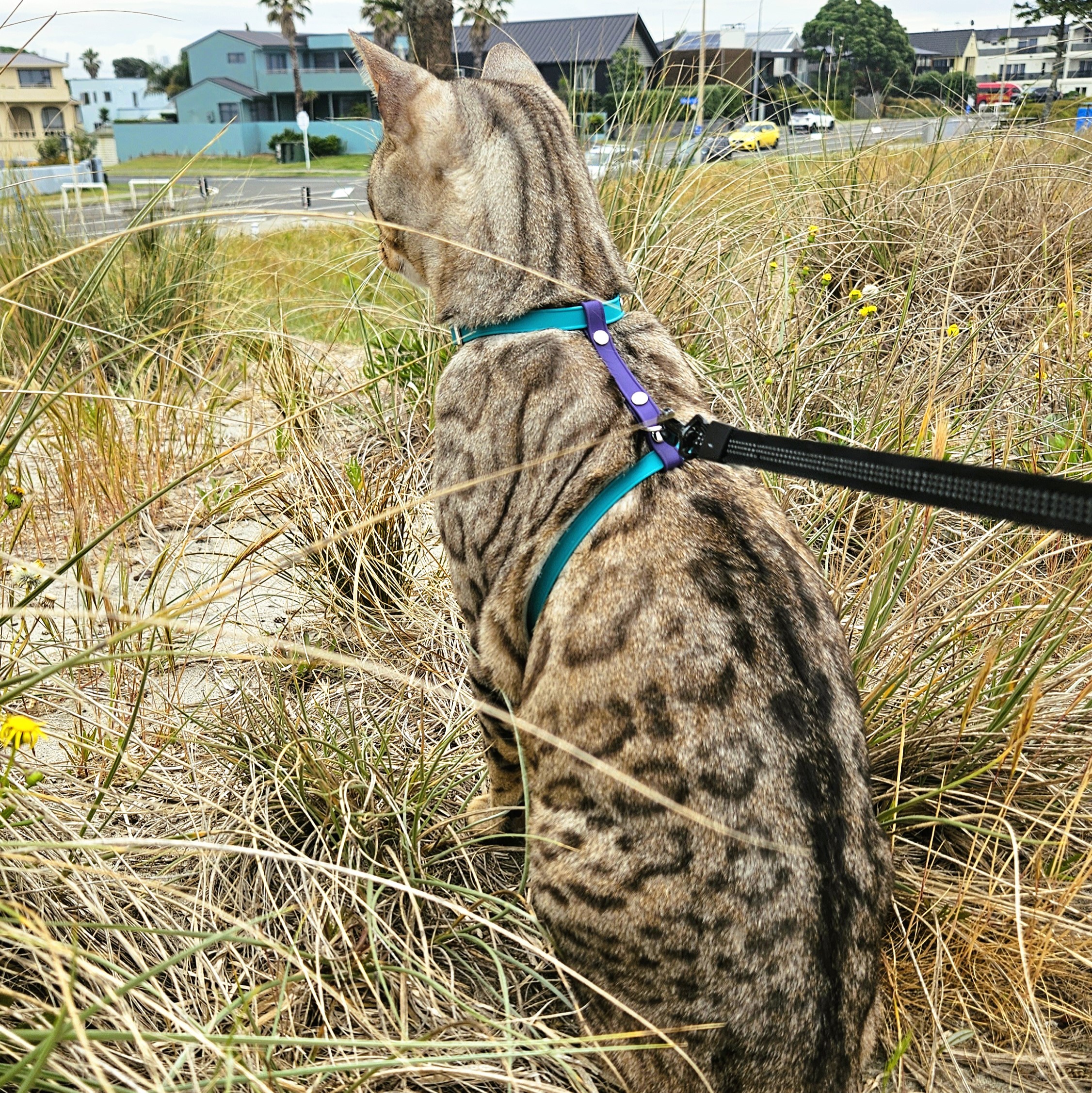 Figure 8 Cat Harness - Teal and Violet on Cat