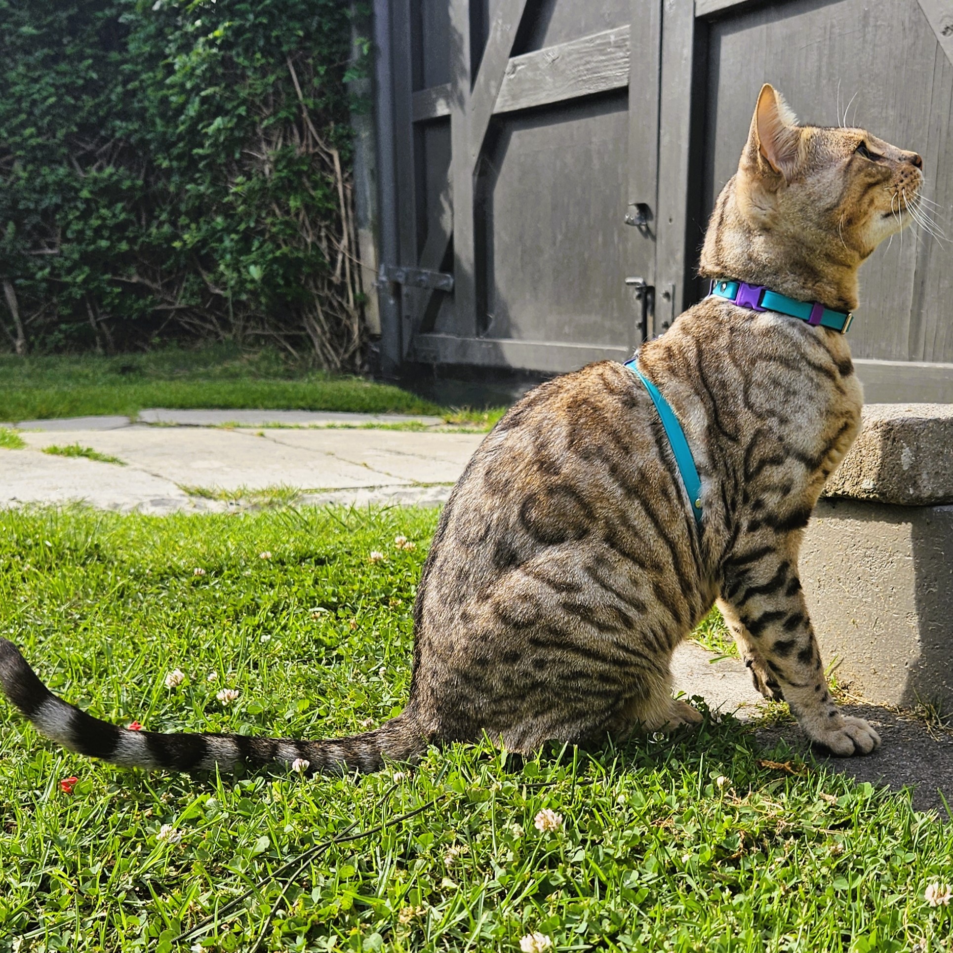 Figure 8 Cat Harness - Teal and Violet on Cat