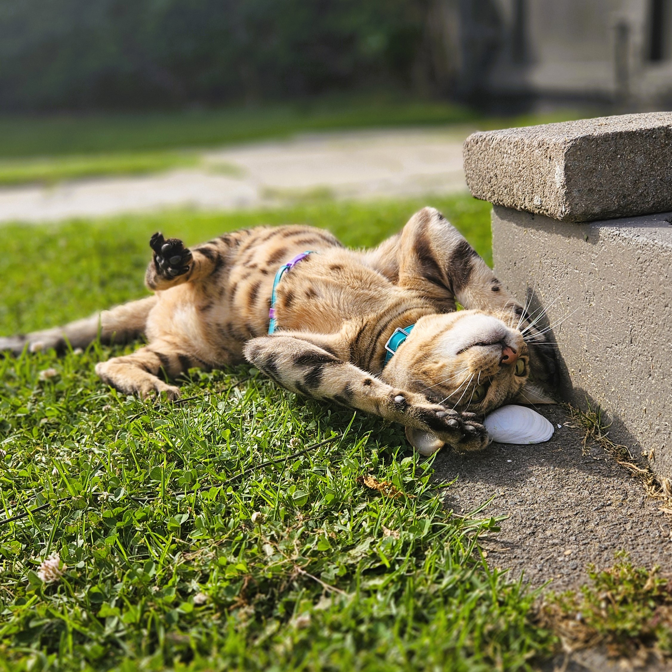 Figure 8 Cat Harness - Teal and Violet on Cat