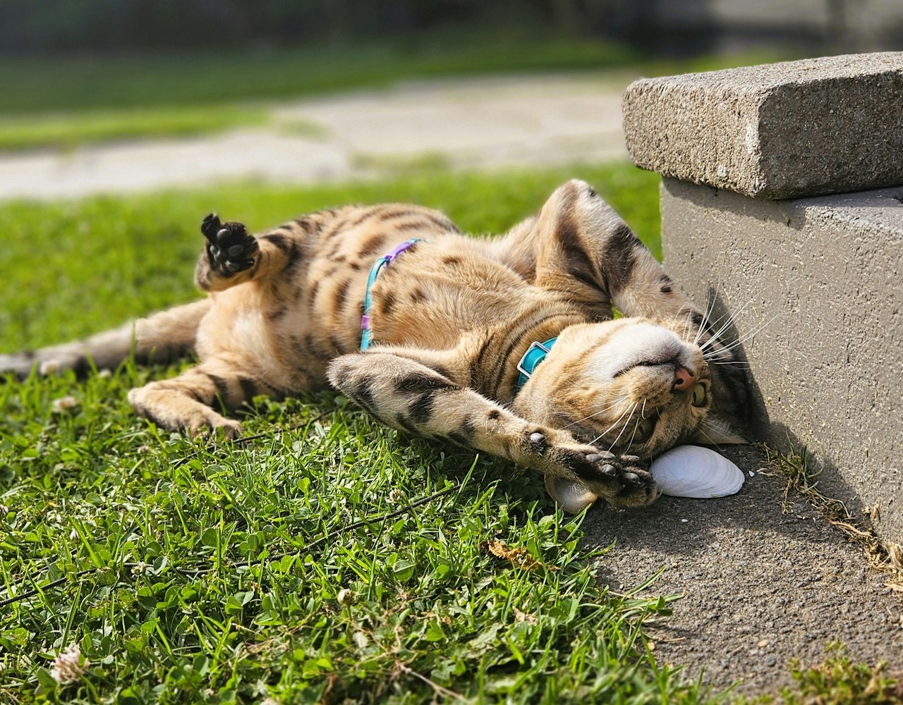 Figure 8 Cat Harness - Teal and Violet on Cat