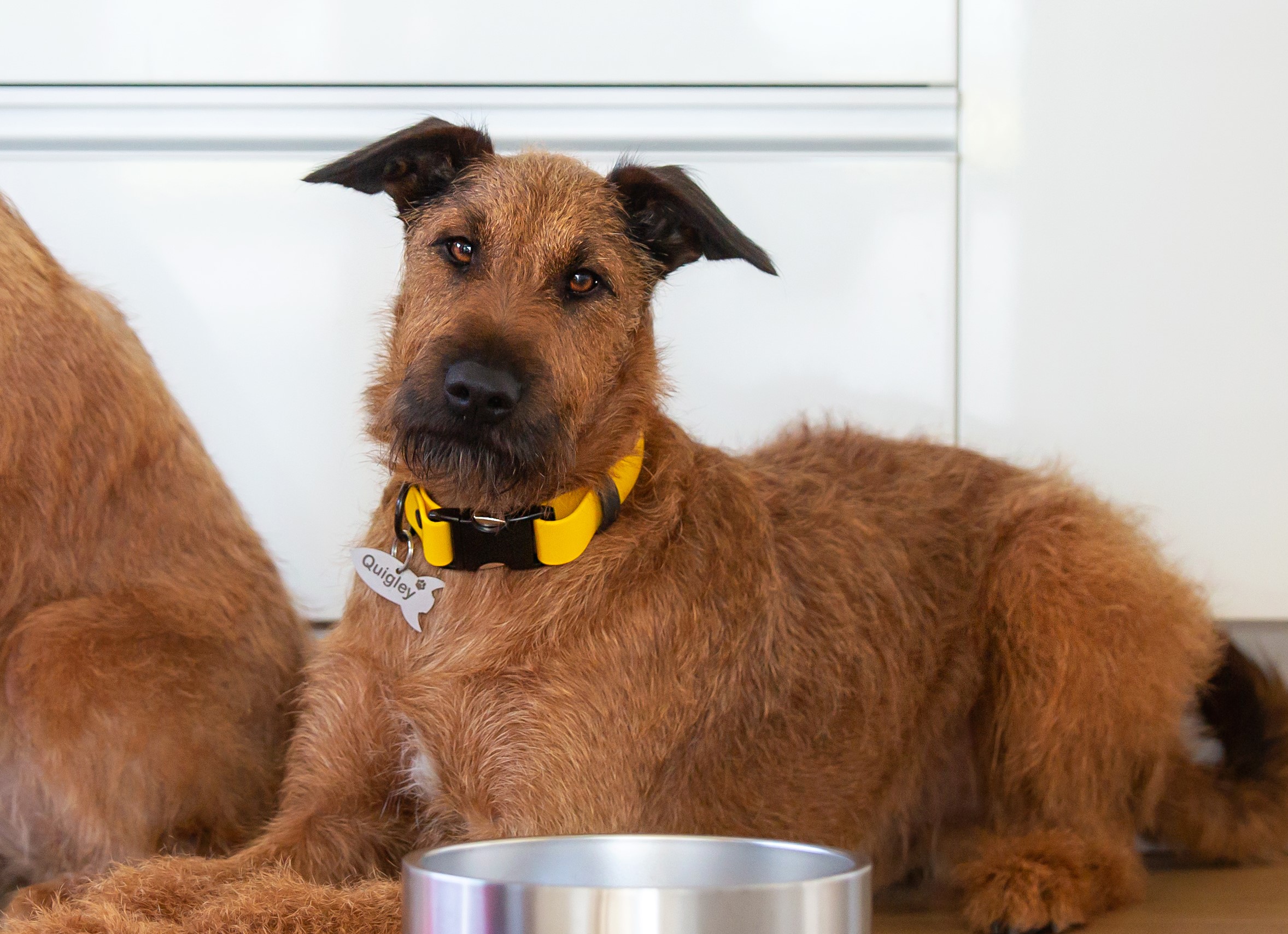 Stainless Steel Dog Tag on Irish Terrier