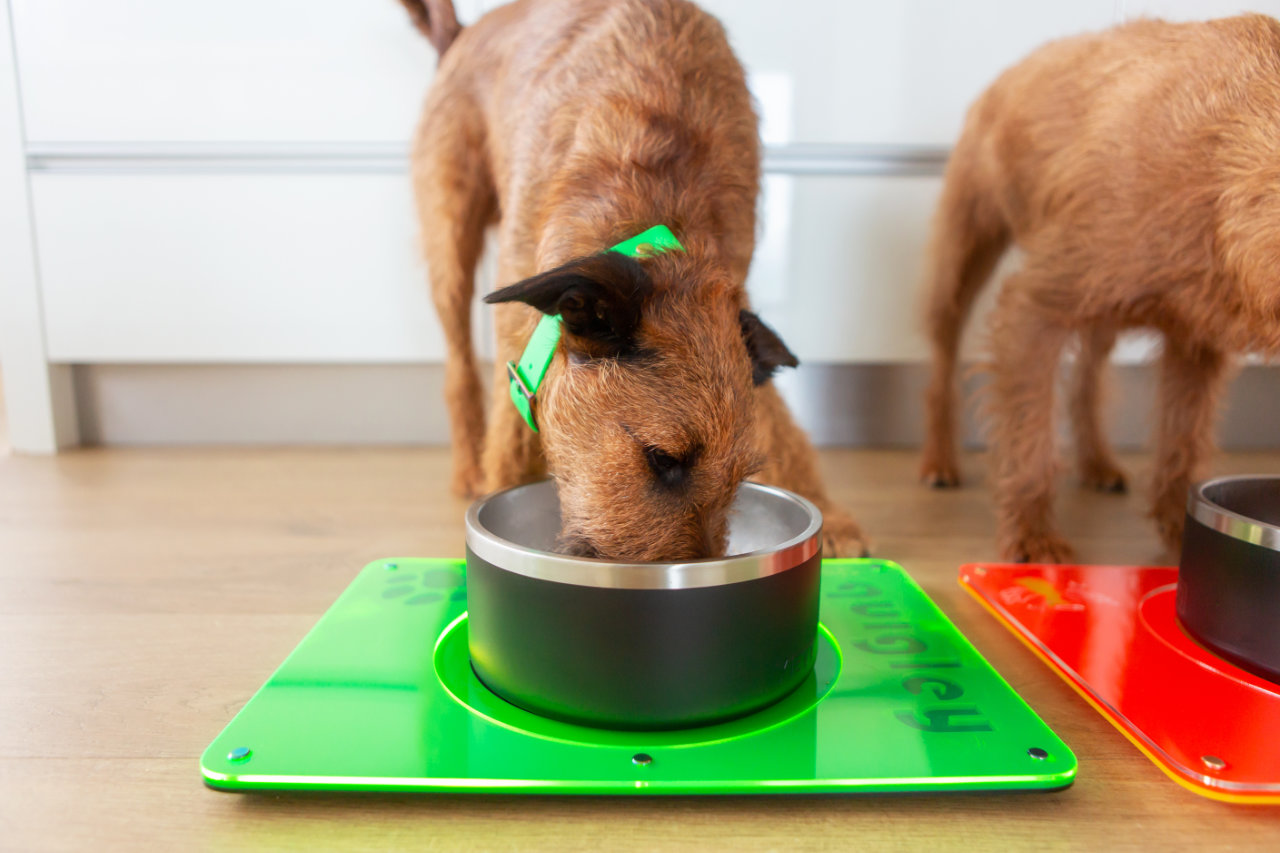 Dog Measurement Guide - Irish Terriers Eating