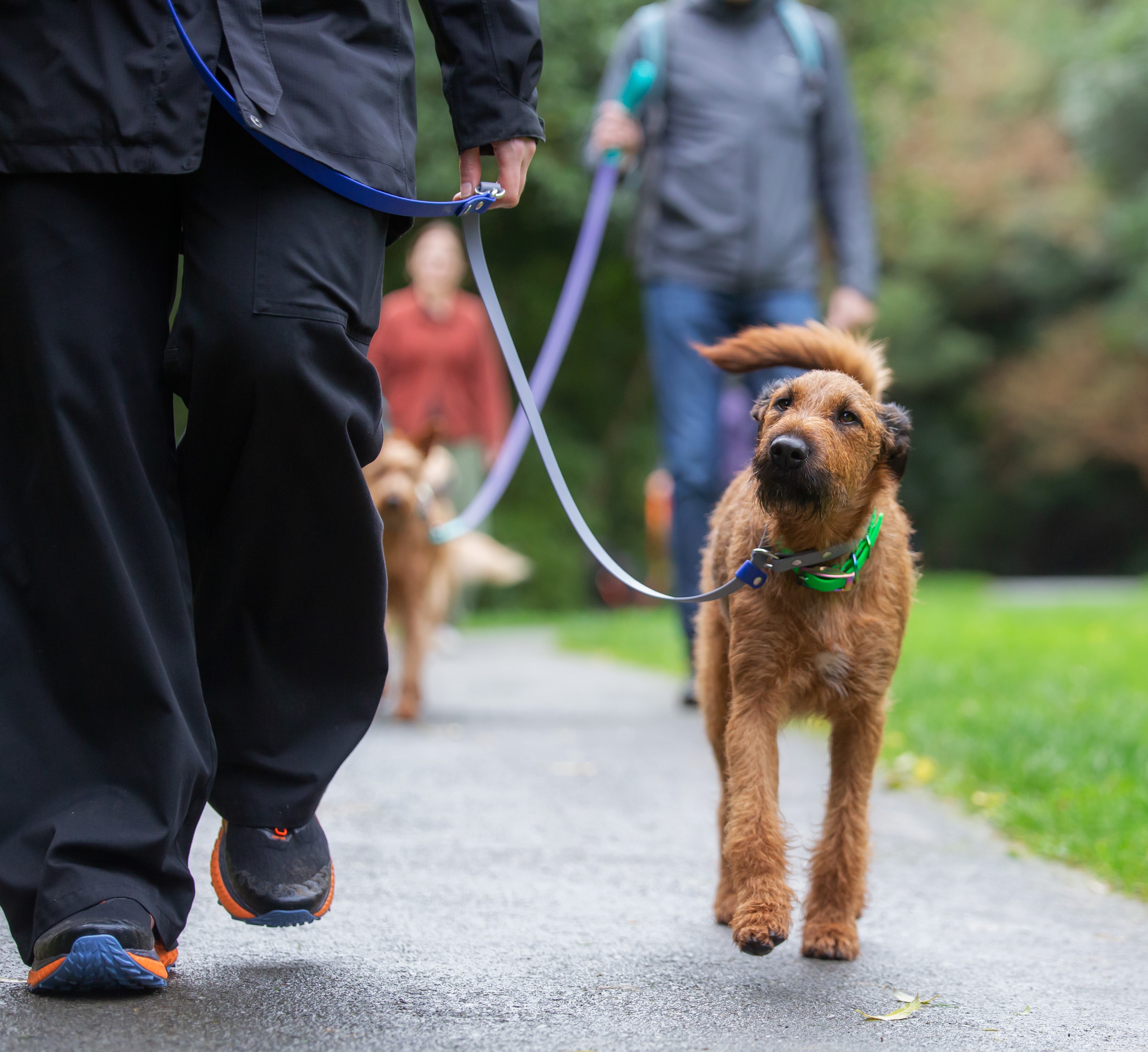 Dog Slip Lead - on Irish Terrier