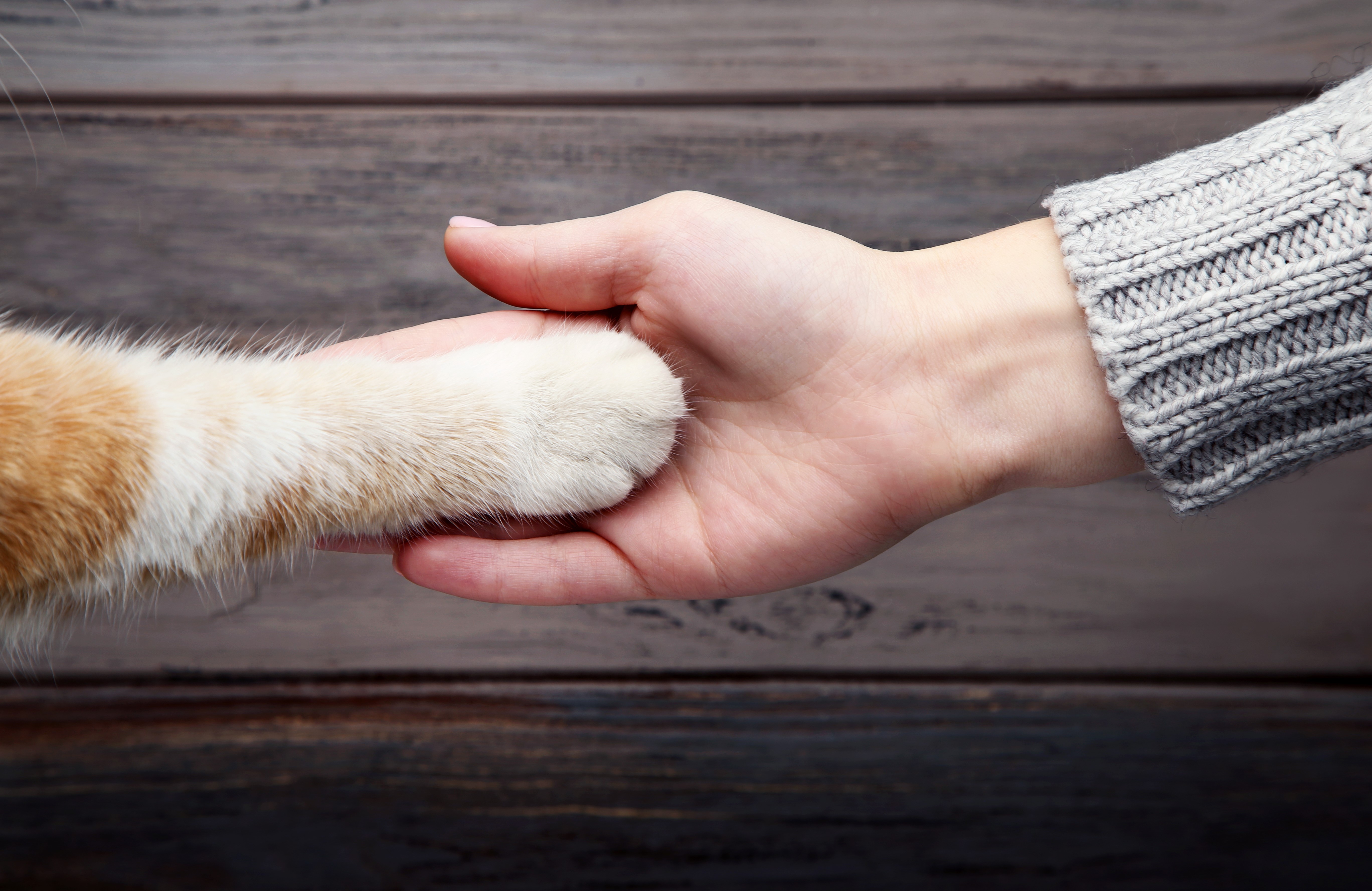 Cat paw in human hand