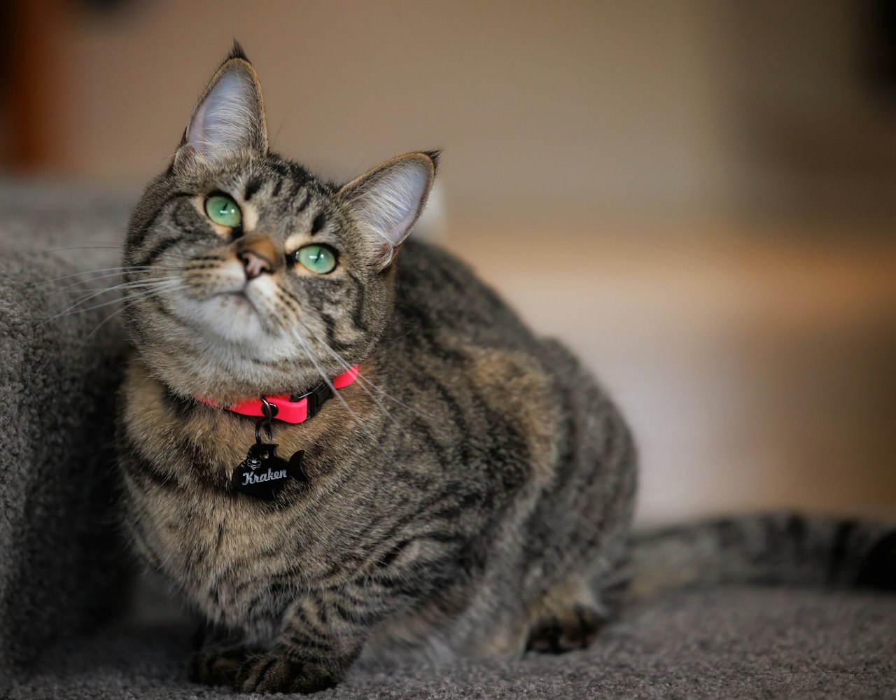 Acrylic Tag - on Cat