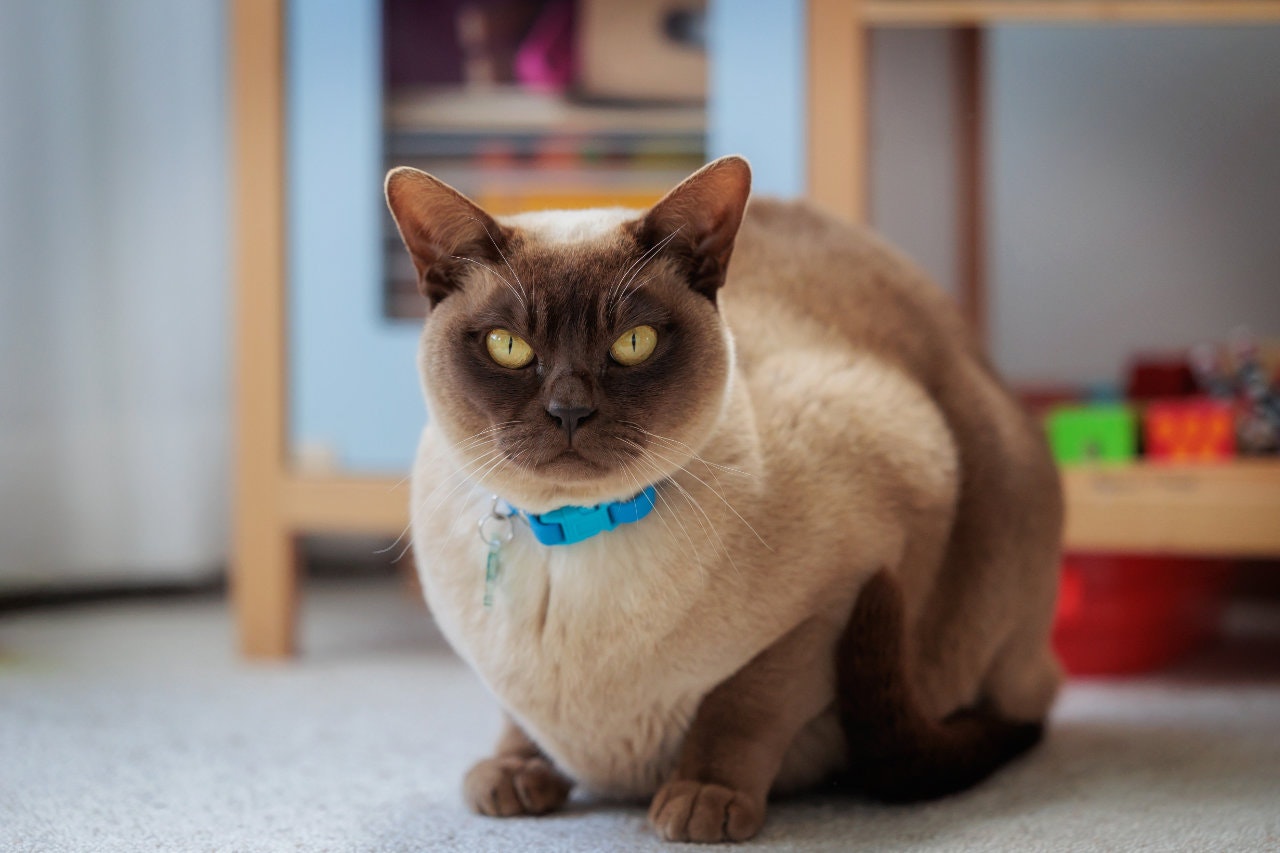 Loki Chocolate Point Burmese