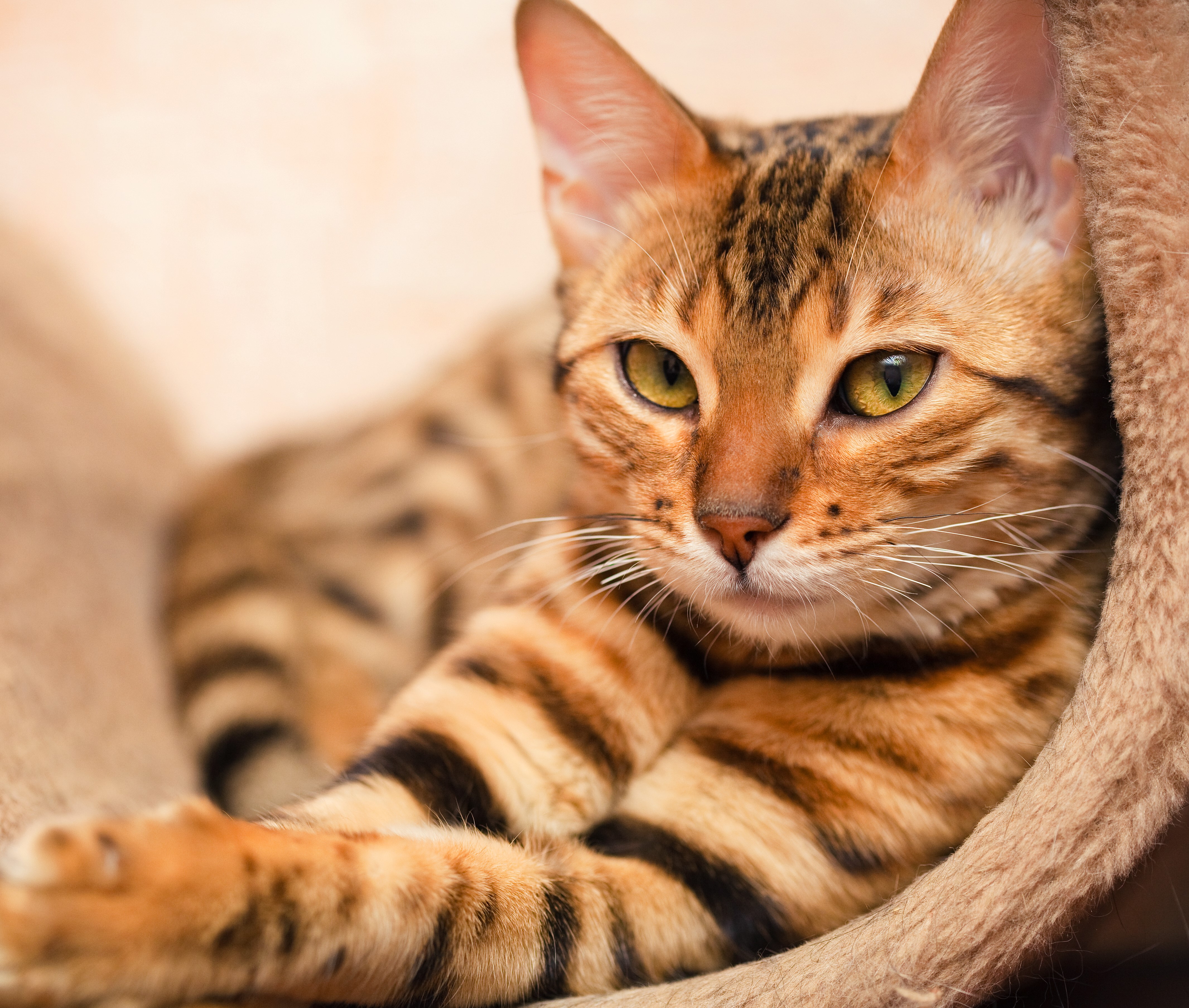 Cat Measurement Guide - Bengal