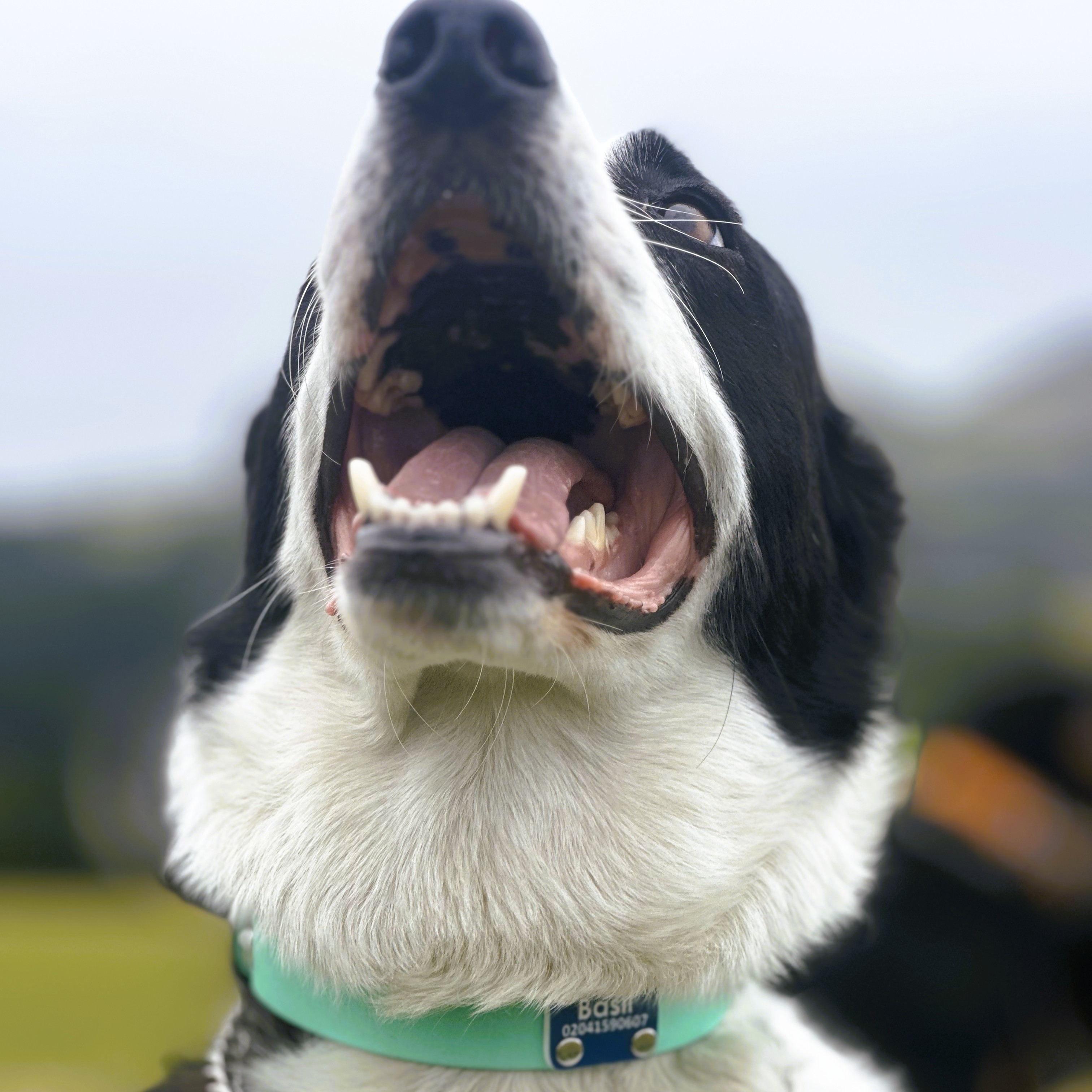 Farm Dog Collar - Border Collie