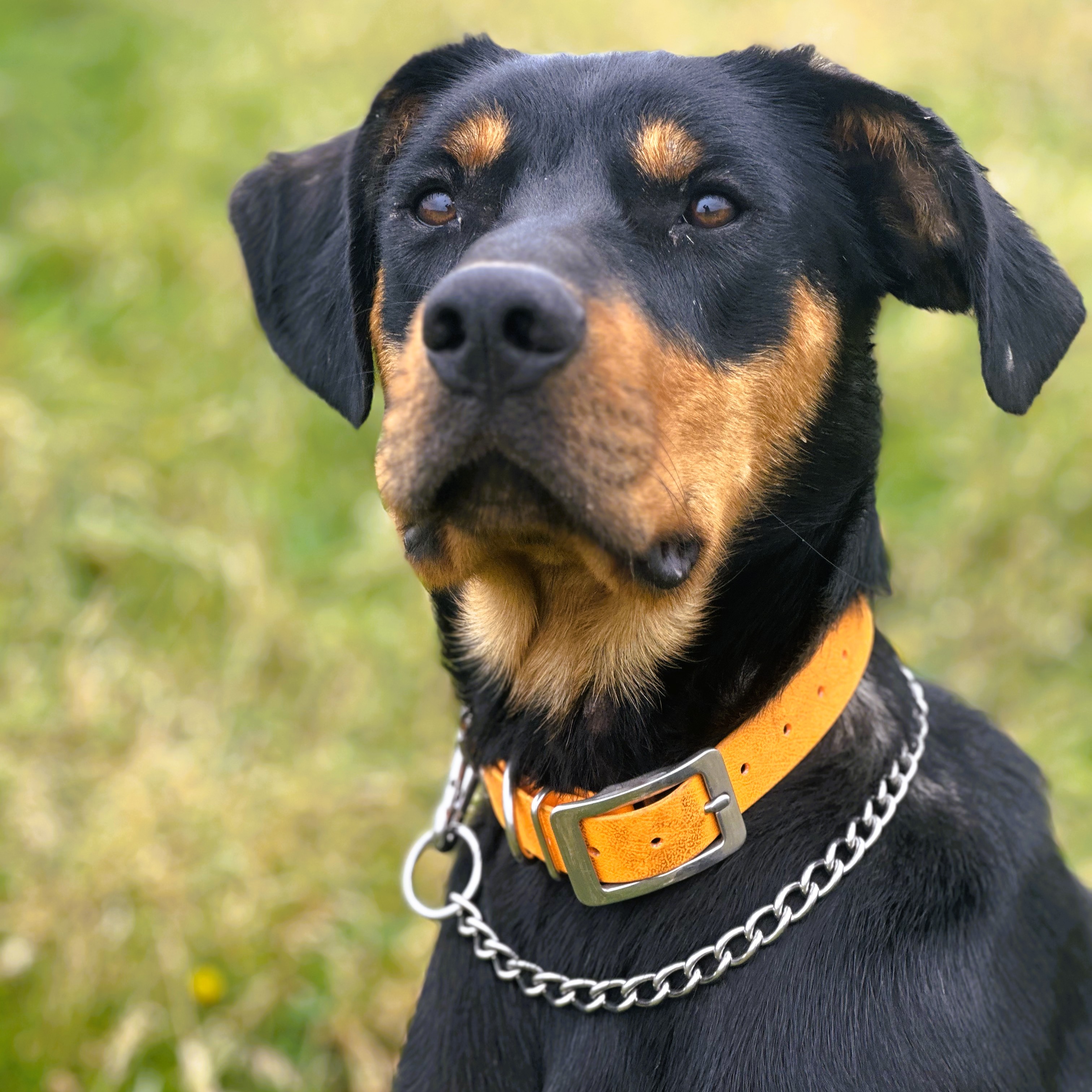 Farm Dog Collar - NZ Huntaway