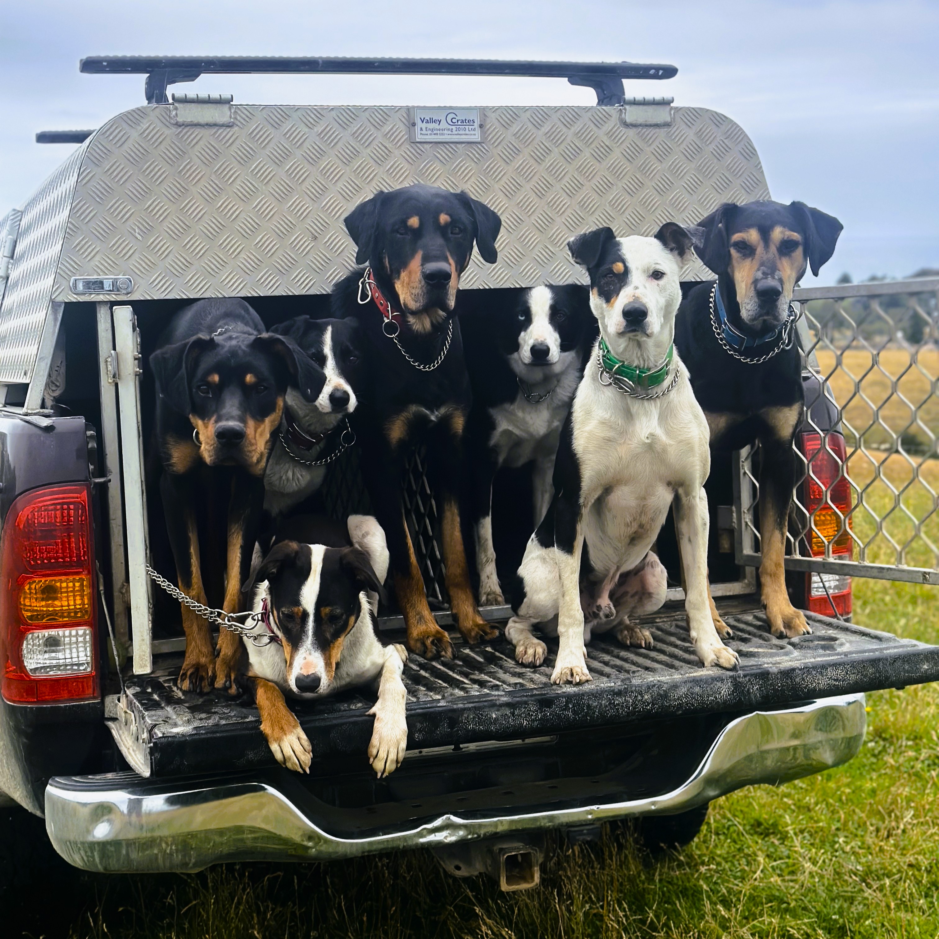 Farm Dog Collar - Farm Dog Team