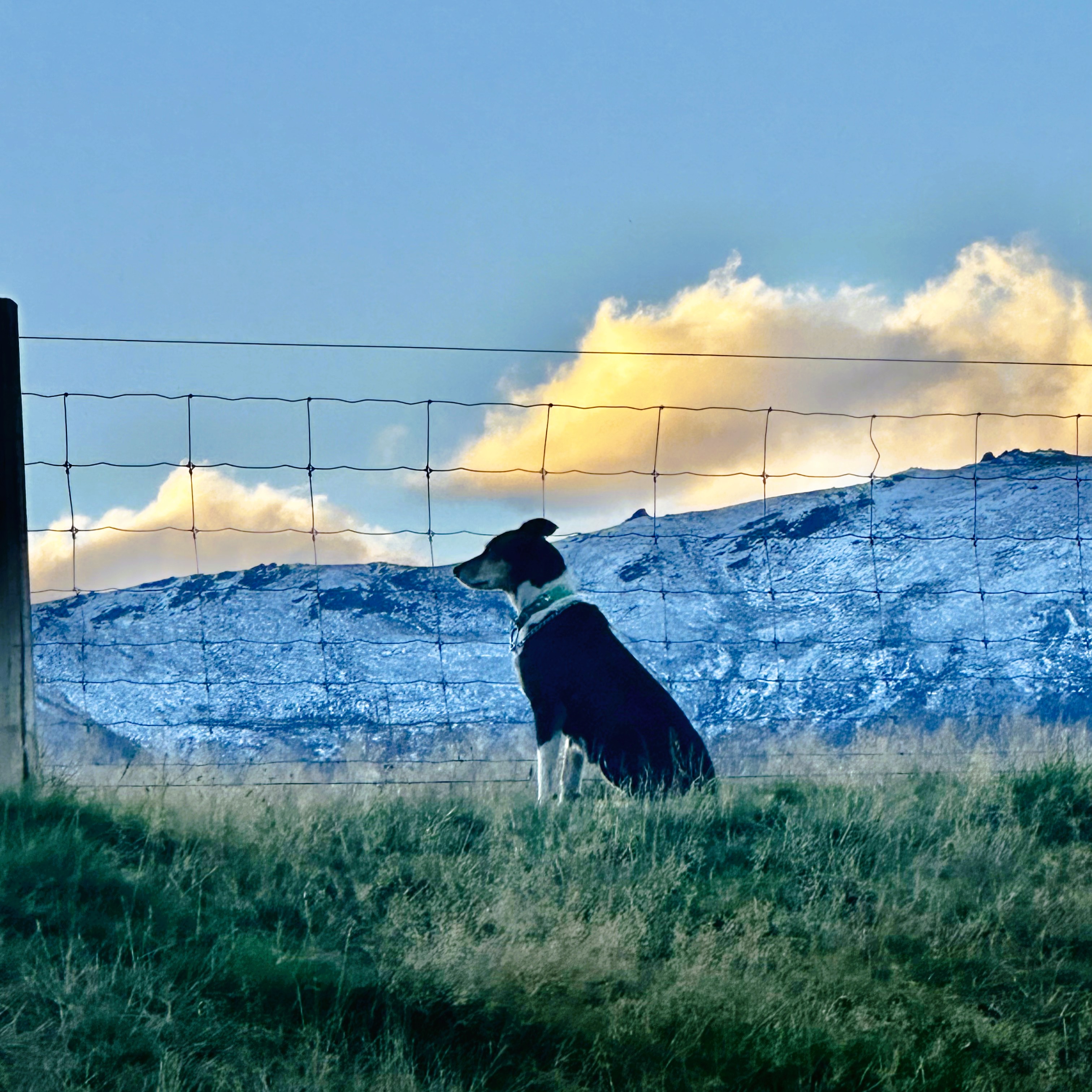 Farm Dog Collar - Farm Dog