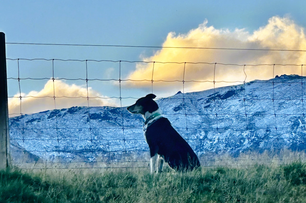 Farm Dog Collar - Farm Dog
