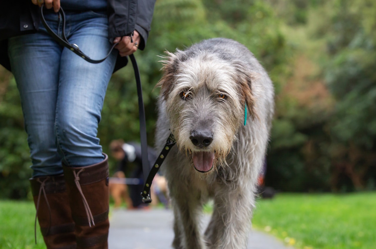 Led & Collared Tactical Lead - Irish Wolf Hound