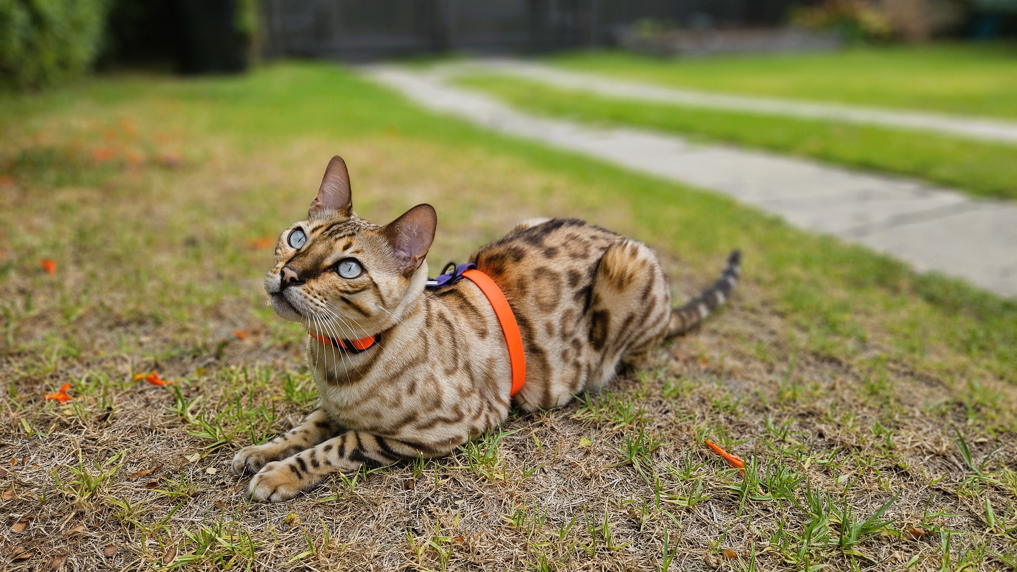 Bengal Cat wearing a Figure-8 Cat Harness