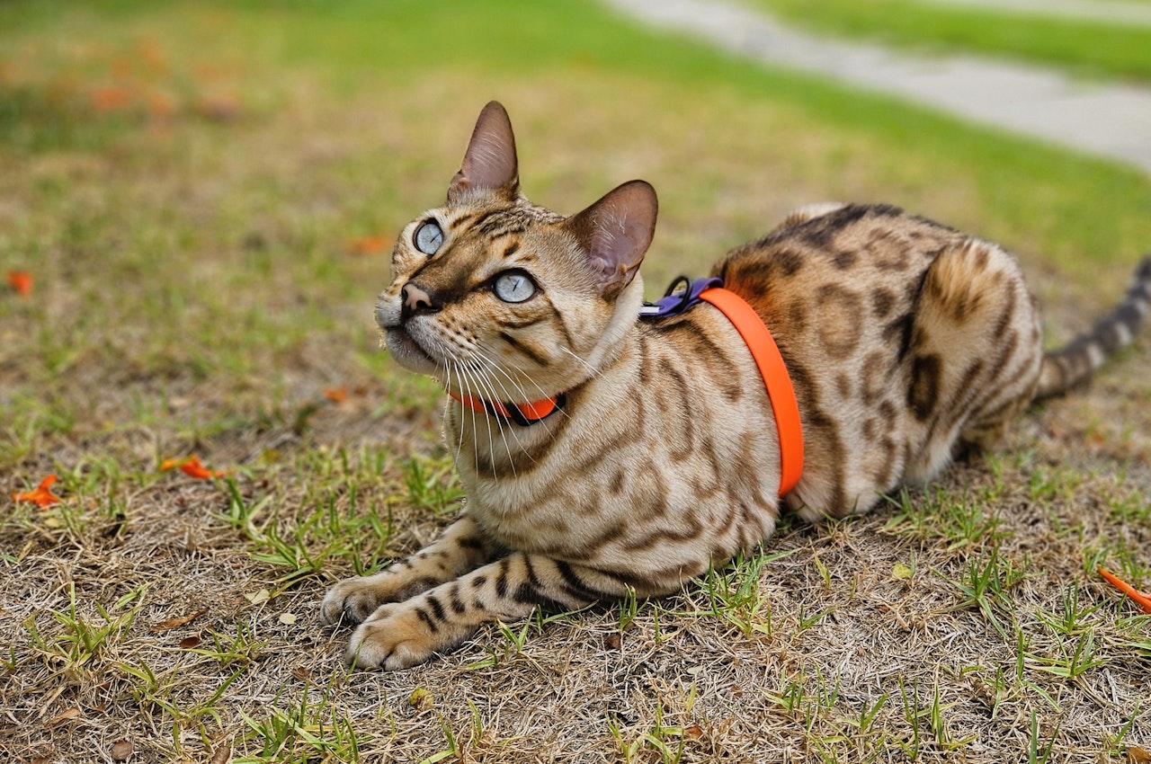 Bengal cat in Led & Collared harness