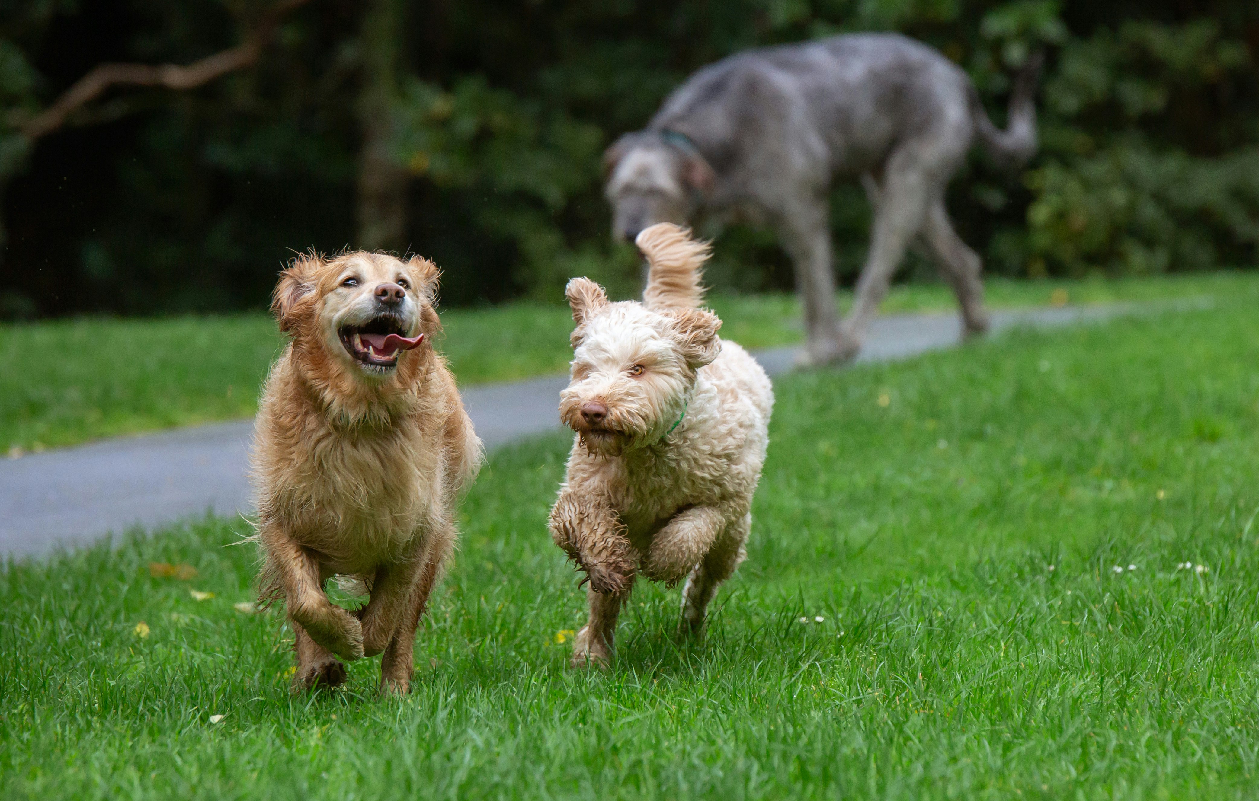 Led & Collared - Customised Pet Gear, Retriever & Labradoodle