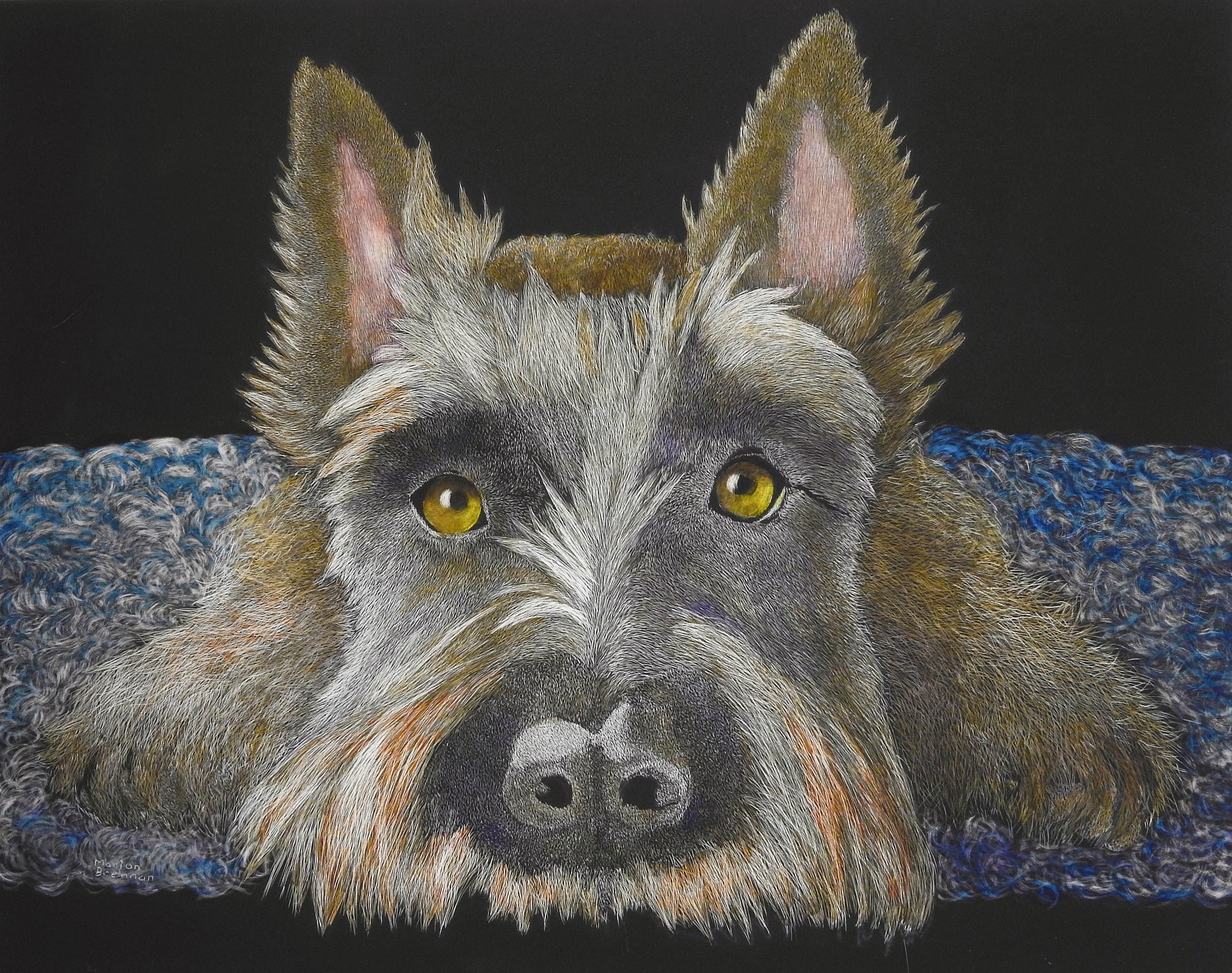 Marion Brennan Artist - Scottish Terrier Scratchboard