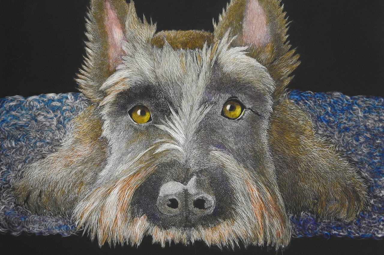 Marion Brennan Artist - Scottish Terrier Scratchboard