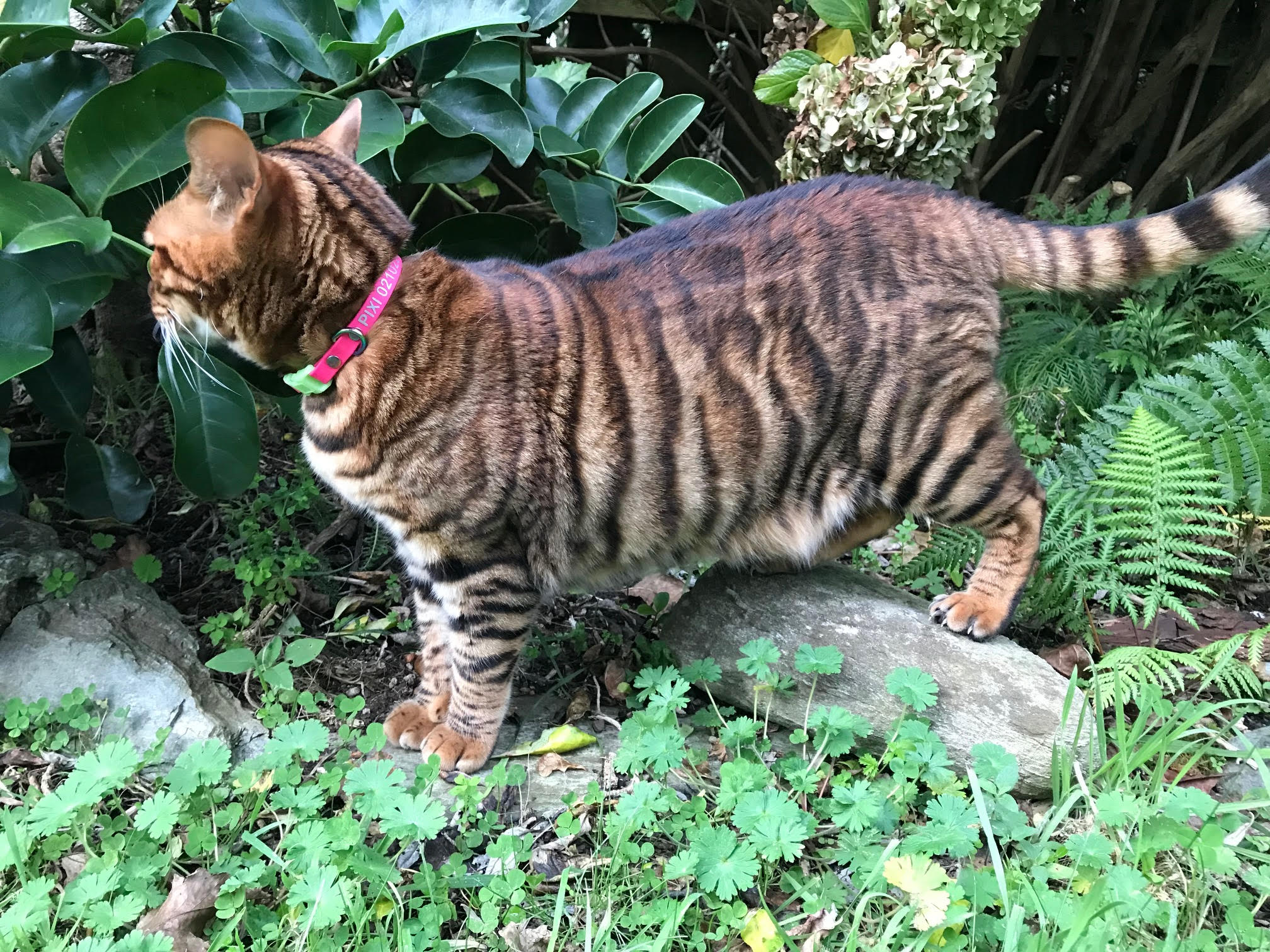 Personalised Cat Collar - Toyga Cat