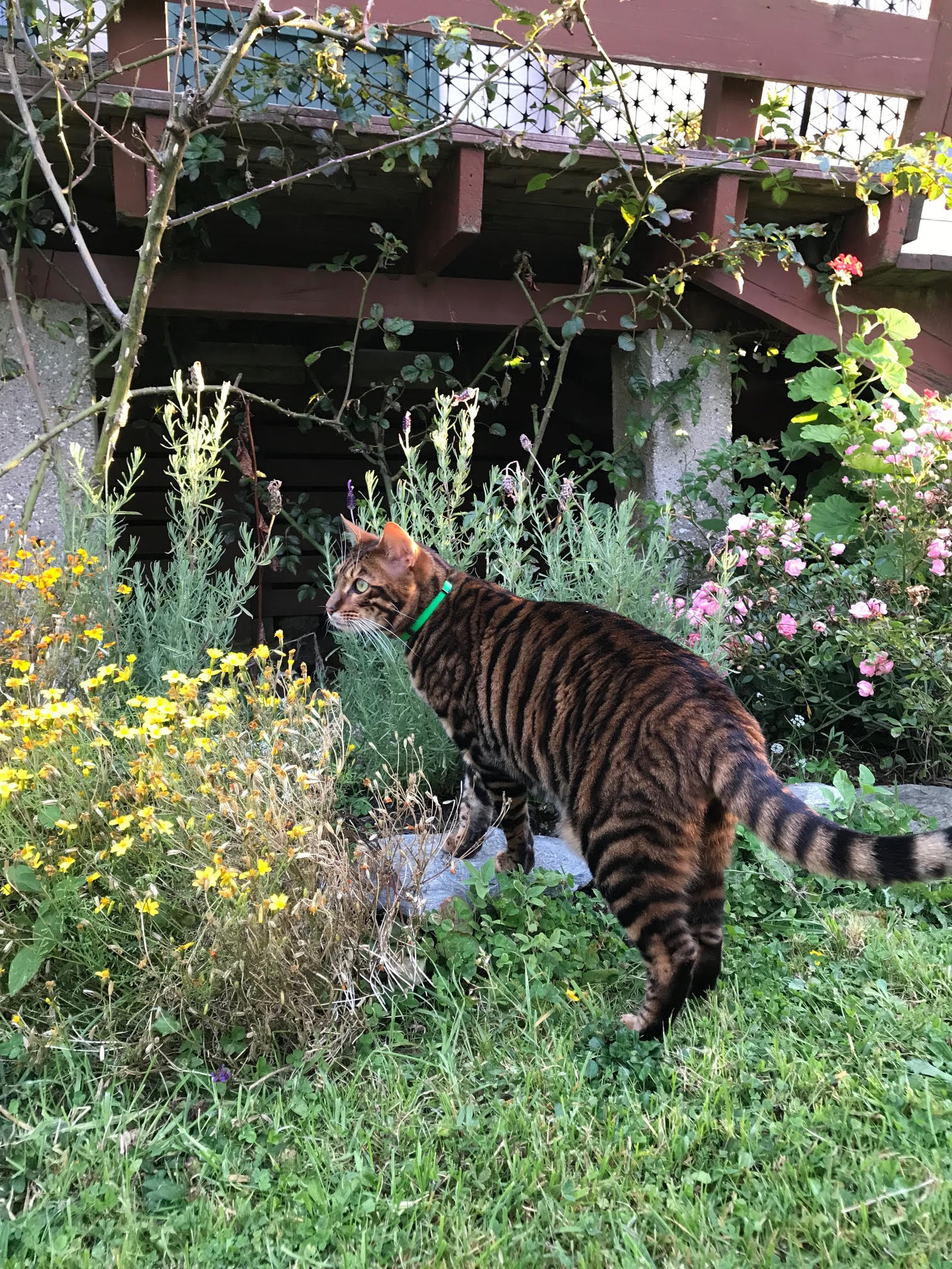 Personalised Cat Collar - Toyga Cat in Garden