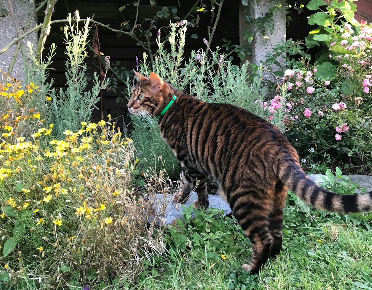 Personalised Cat Collar - Toyga Cat in Garden
