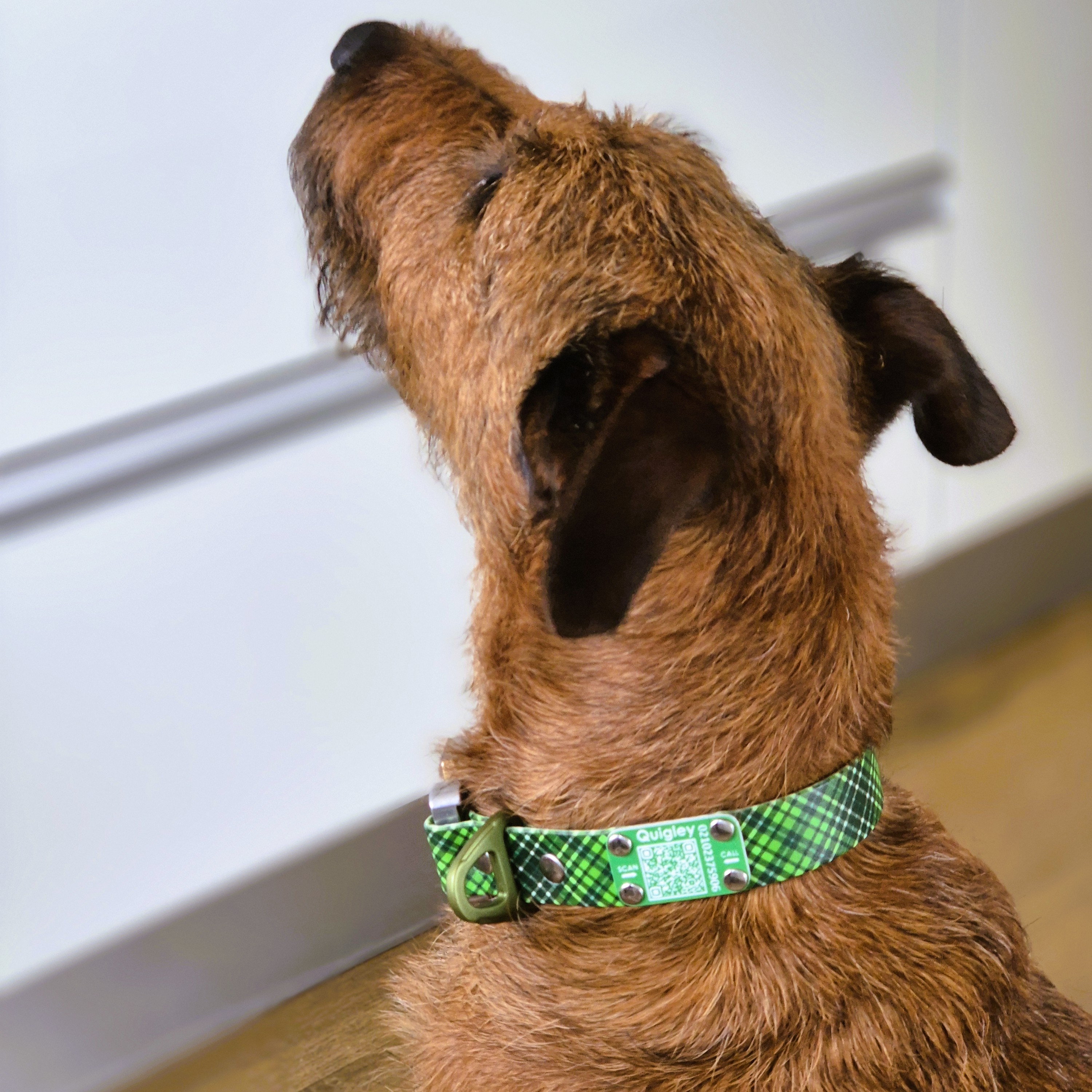 QR Code Dog Tag - Green Scrag Tag - on Irish Terrier