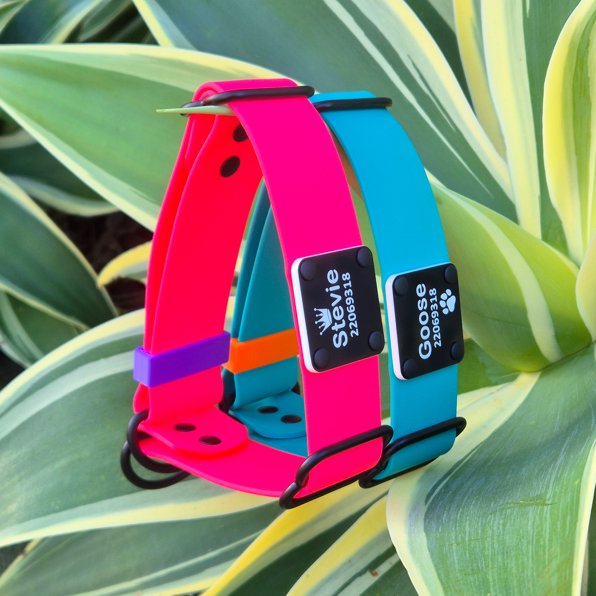 Limited Slip Dog Collars - Personalised - Outdoors