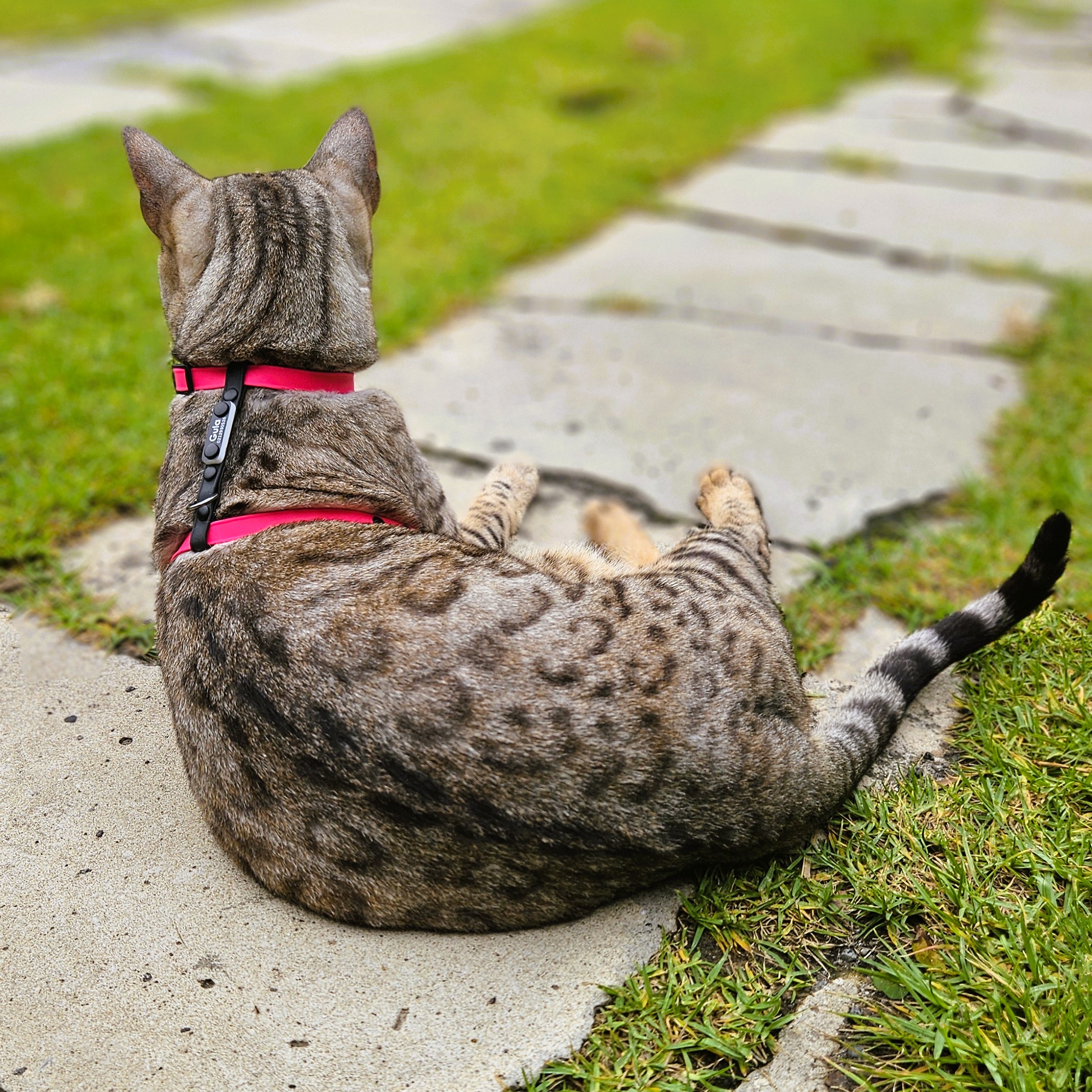 Bengal Cat - Figure 8 Cat Harness - Personalised