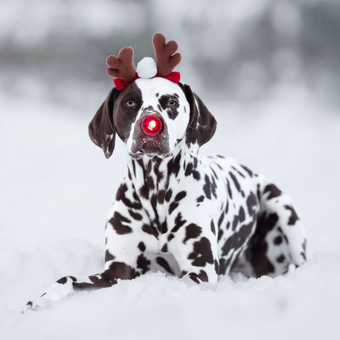 Dogs - Orbiloc Dual Dog