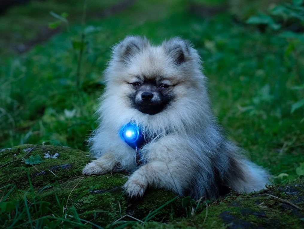 Orbiloc Dual Dog - Blue - Small Dog Outdoors