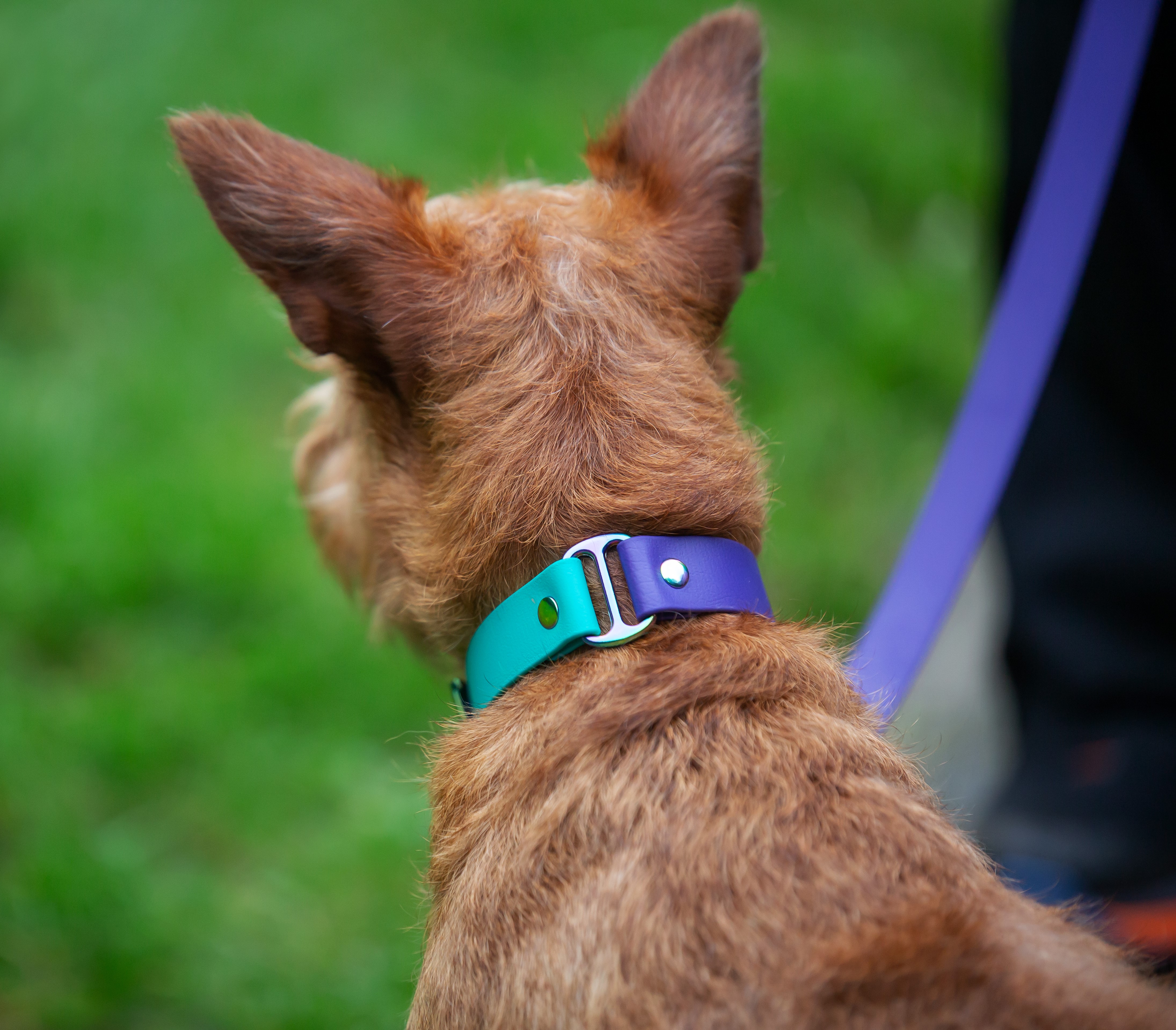 Two-Tone Dog Collar - on Irish Terrier