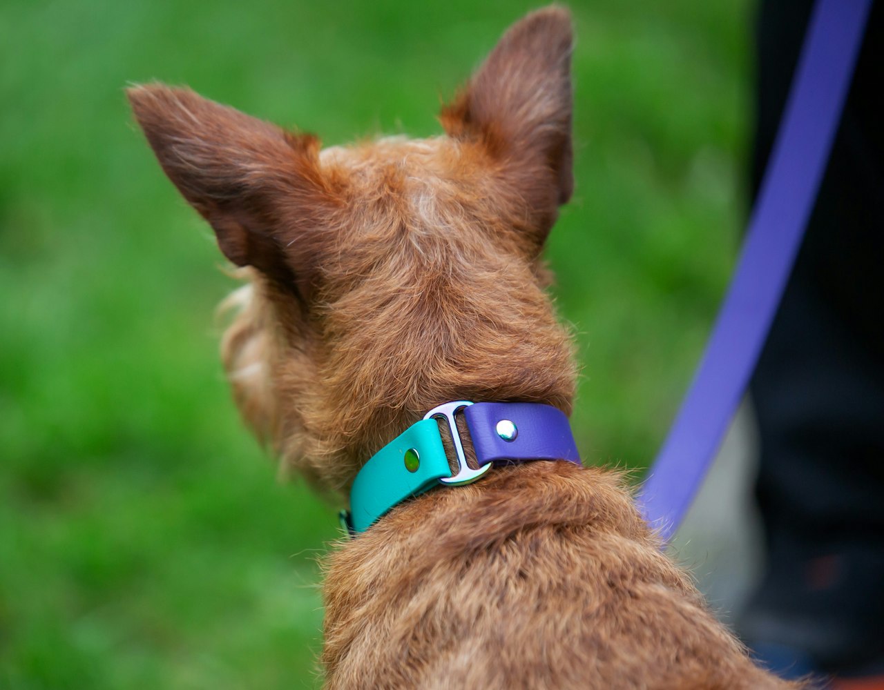 Two-Tone Dog Collar - on Irish Terrier